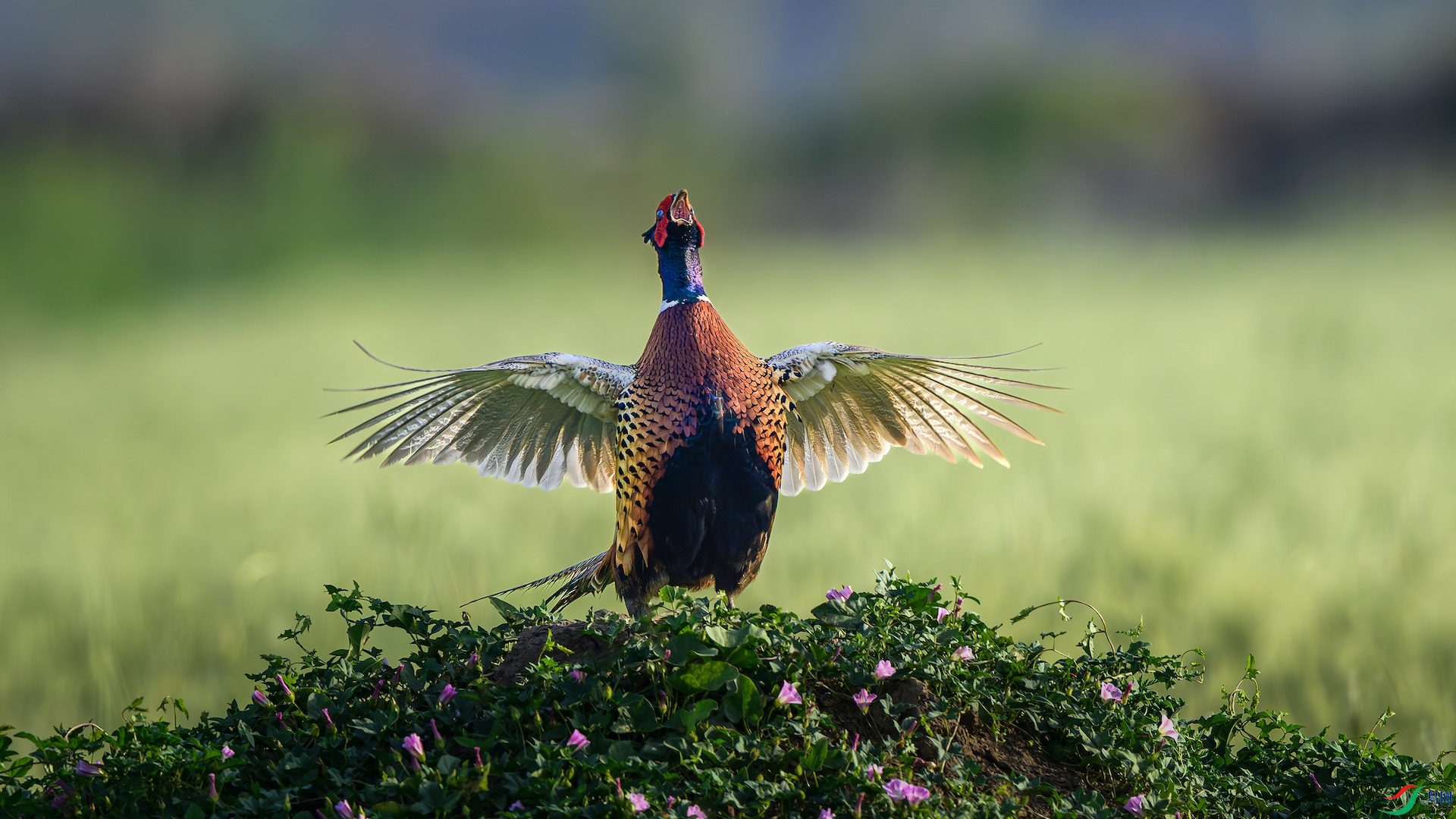 1--1ԭҰ����_XXL1567-����ǿ-NR ���� 2..jpeg