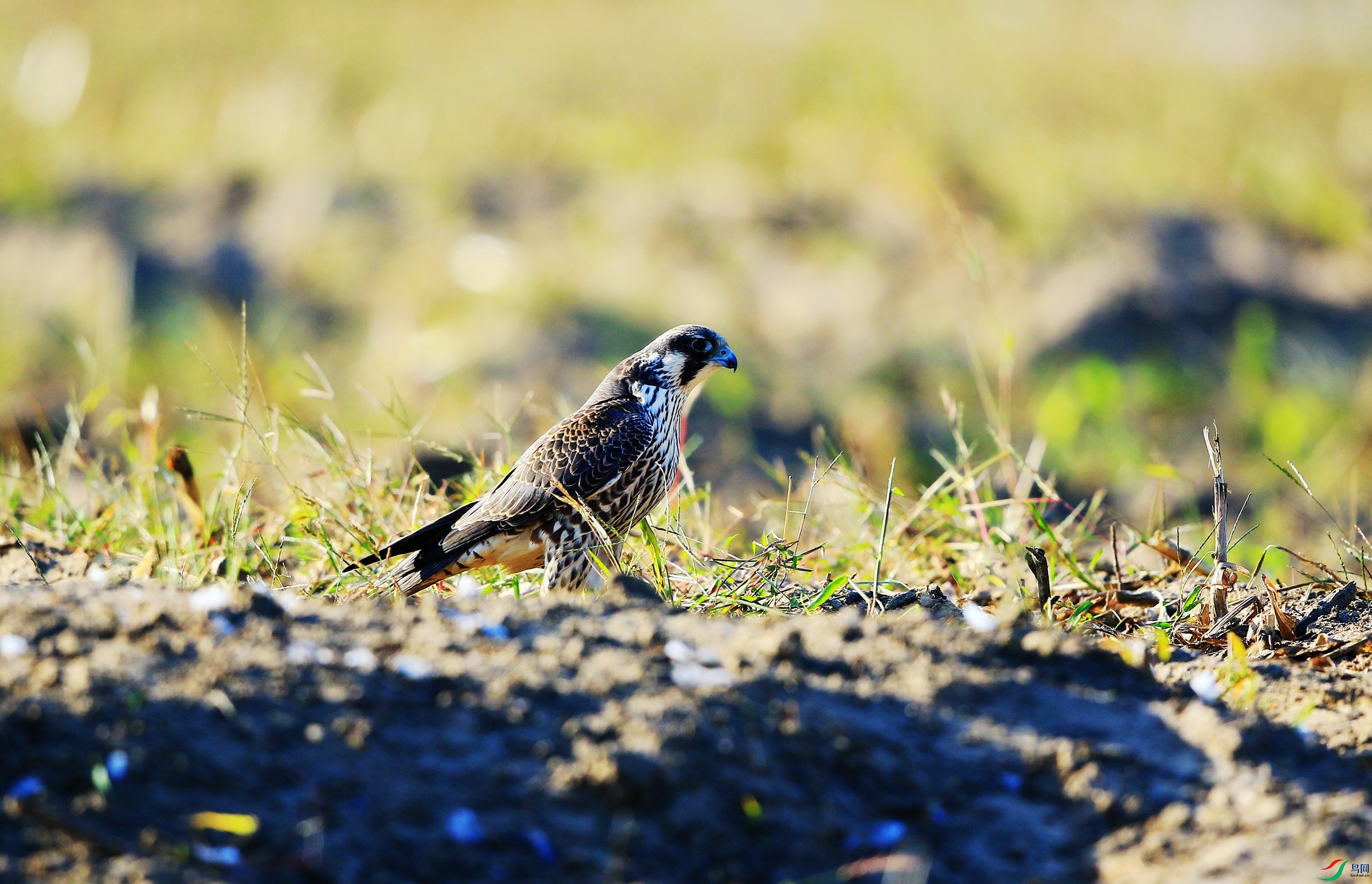 ���� (30).JPG