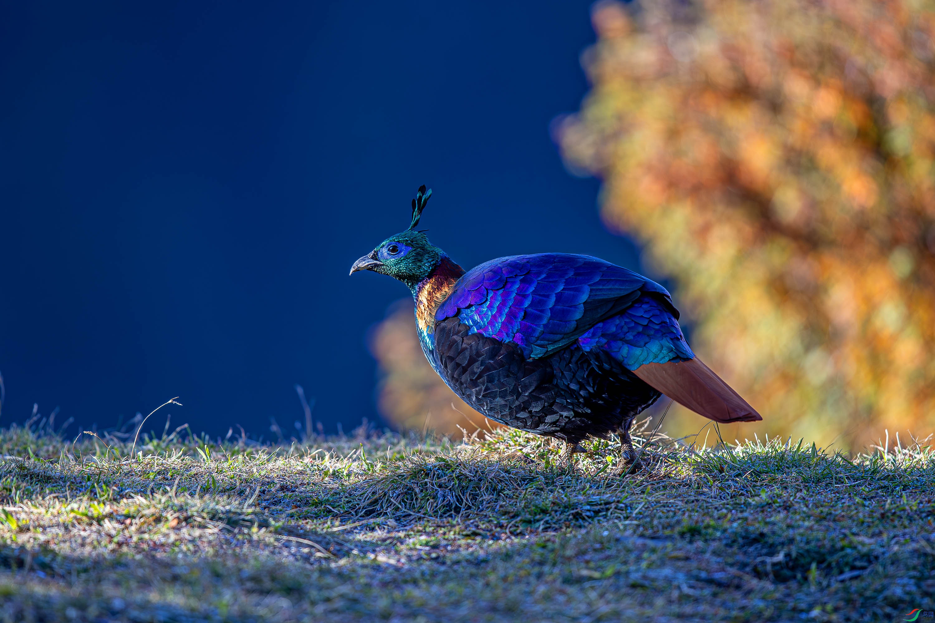 _U1I8147-����ǿ-NR.JPG