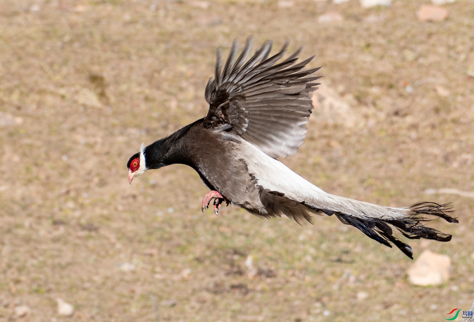 DSC_6260.jpg