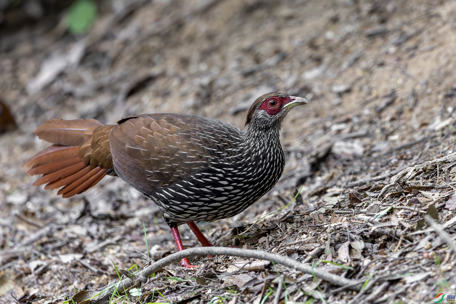 1I9A7002-1ab.jpg