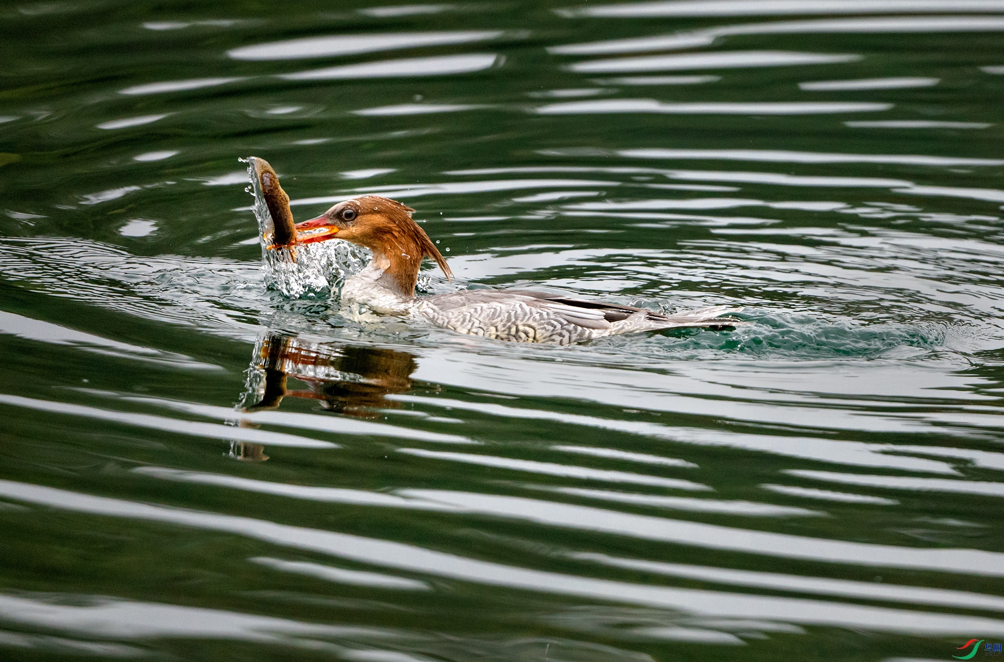 DSC_9806a ����.jpg