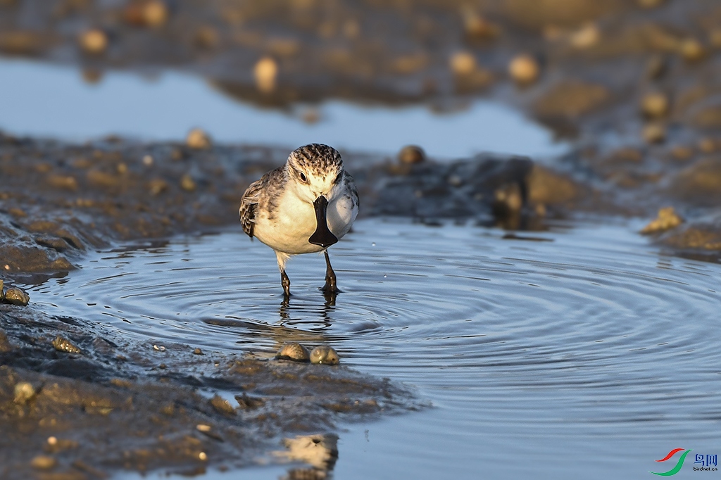 DSC_0507 - ����.JPG