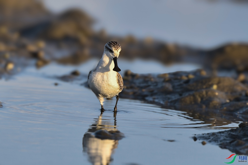 DSC_0316_1 - ����.JPG