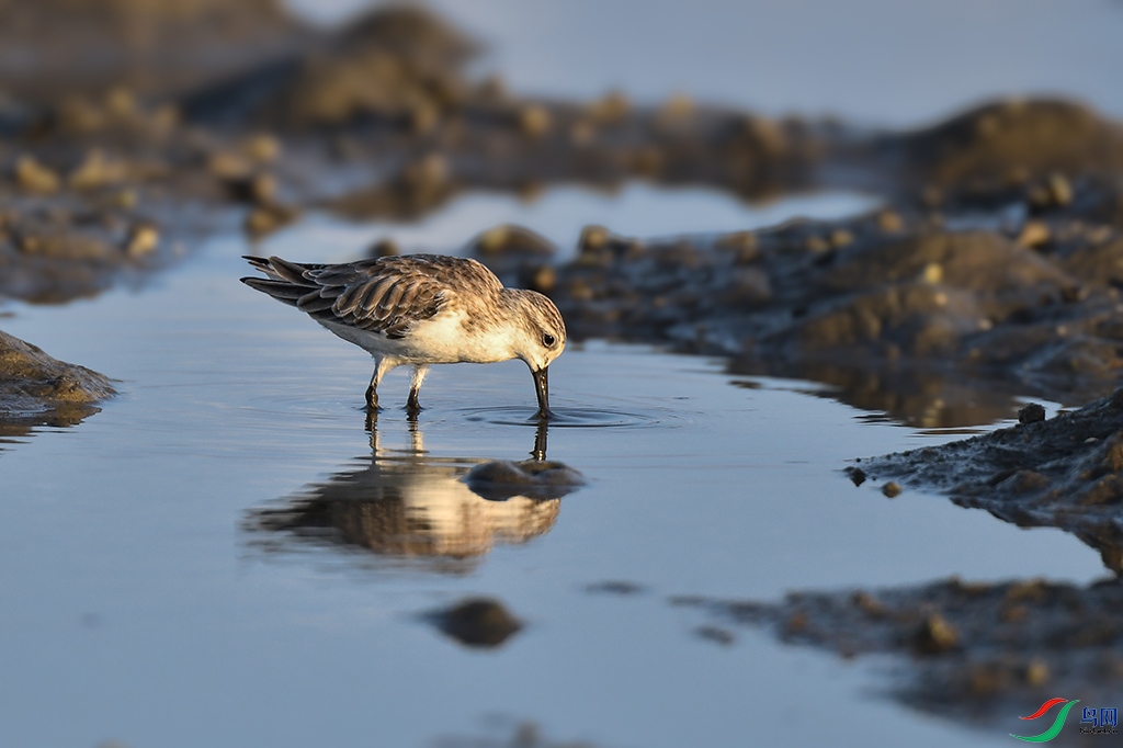 DSC_0286 - ����.JPG