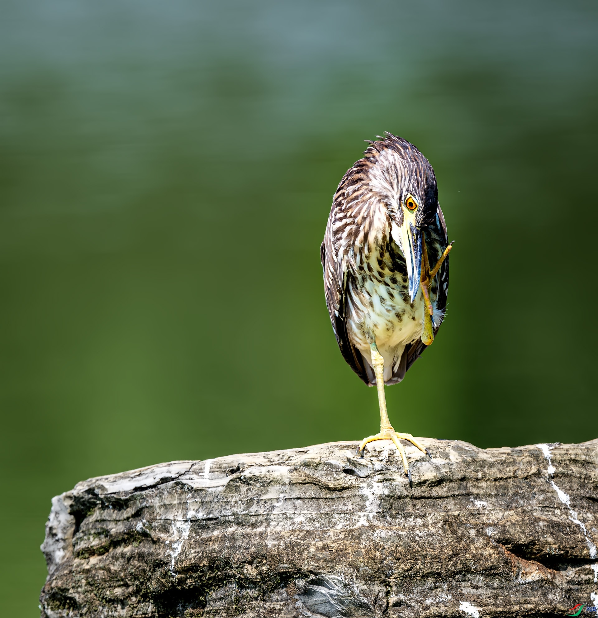 ҹ������