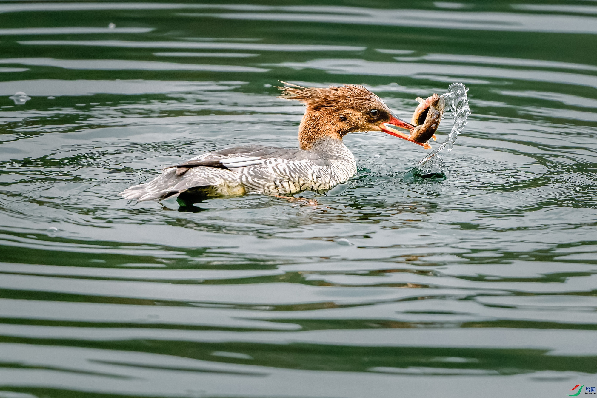 DSC_9731aa ����aa.jpg