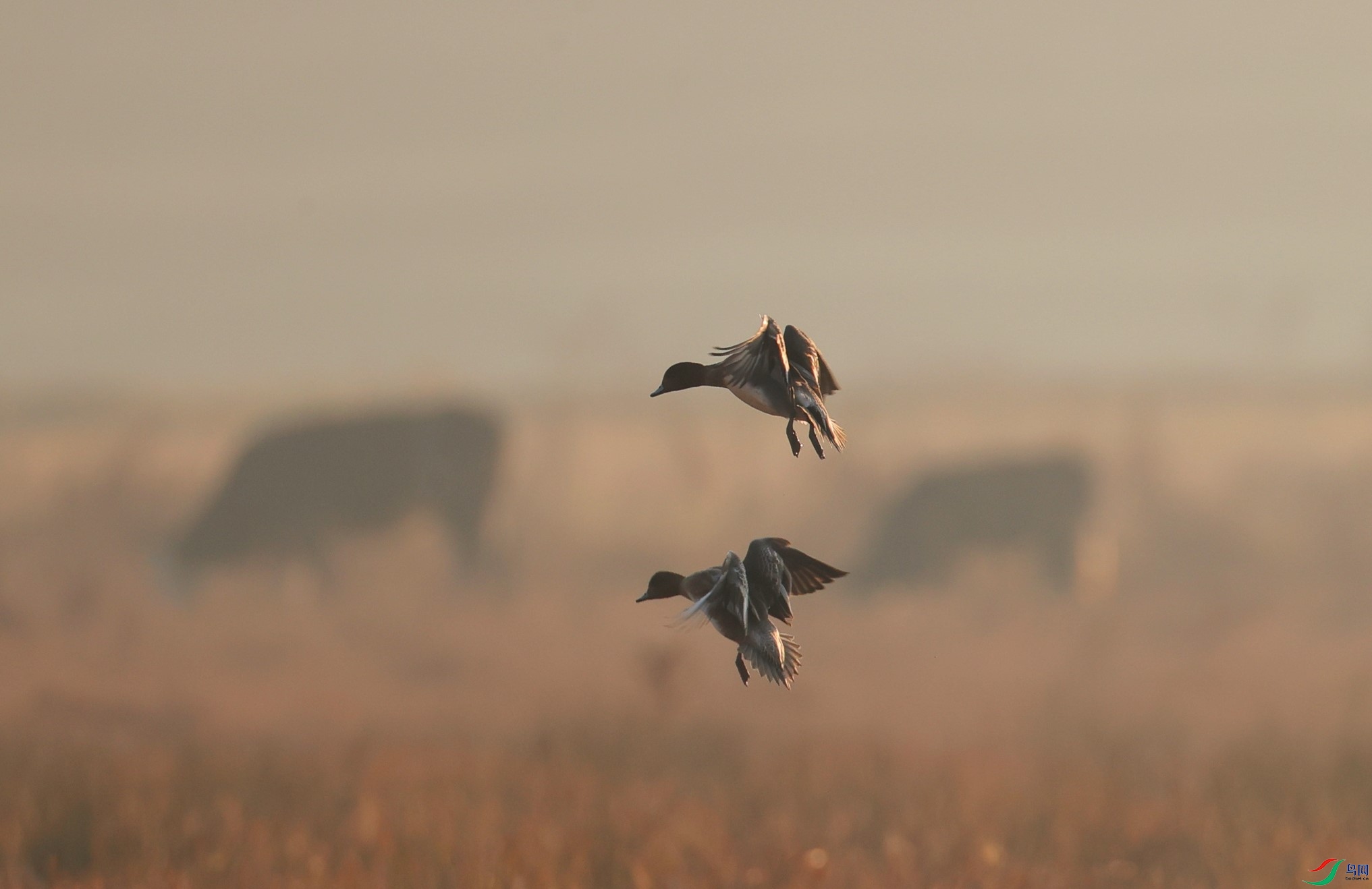 ���� (2).JPG