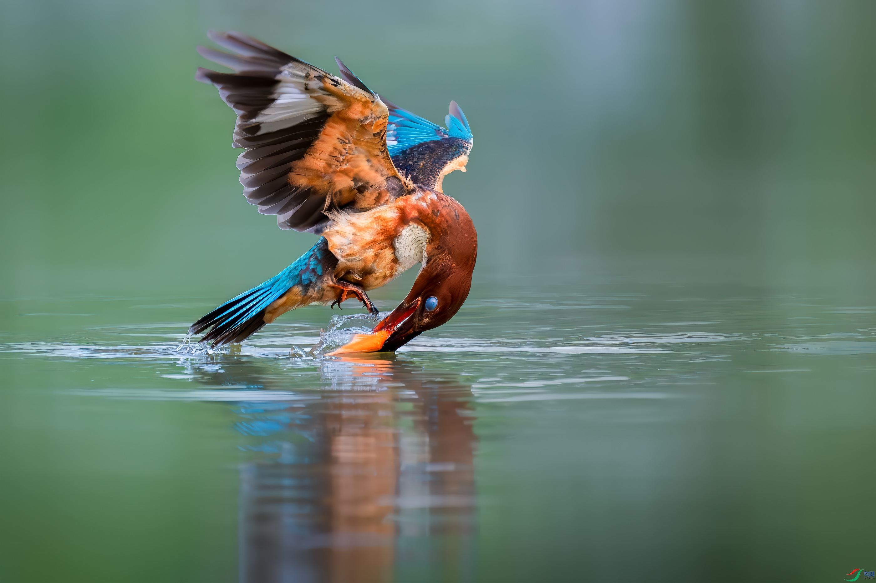 DSC_1006-����ǿ-NR ����.jpg