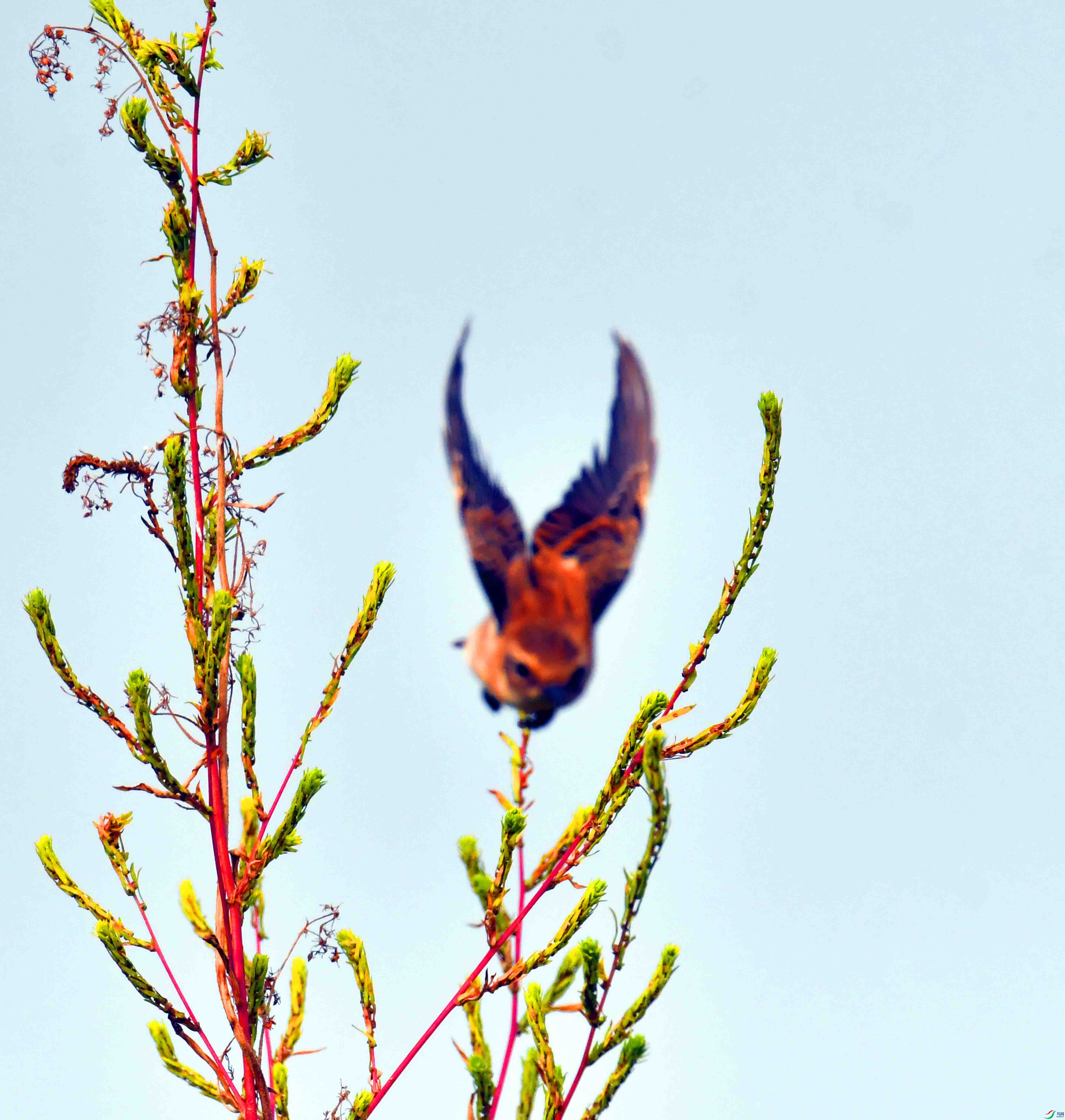 DSC_0371.JPG