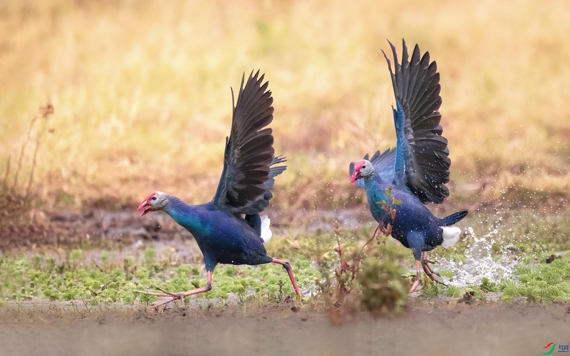 _W4A1641-1 ����.jpg