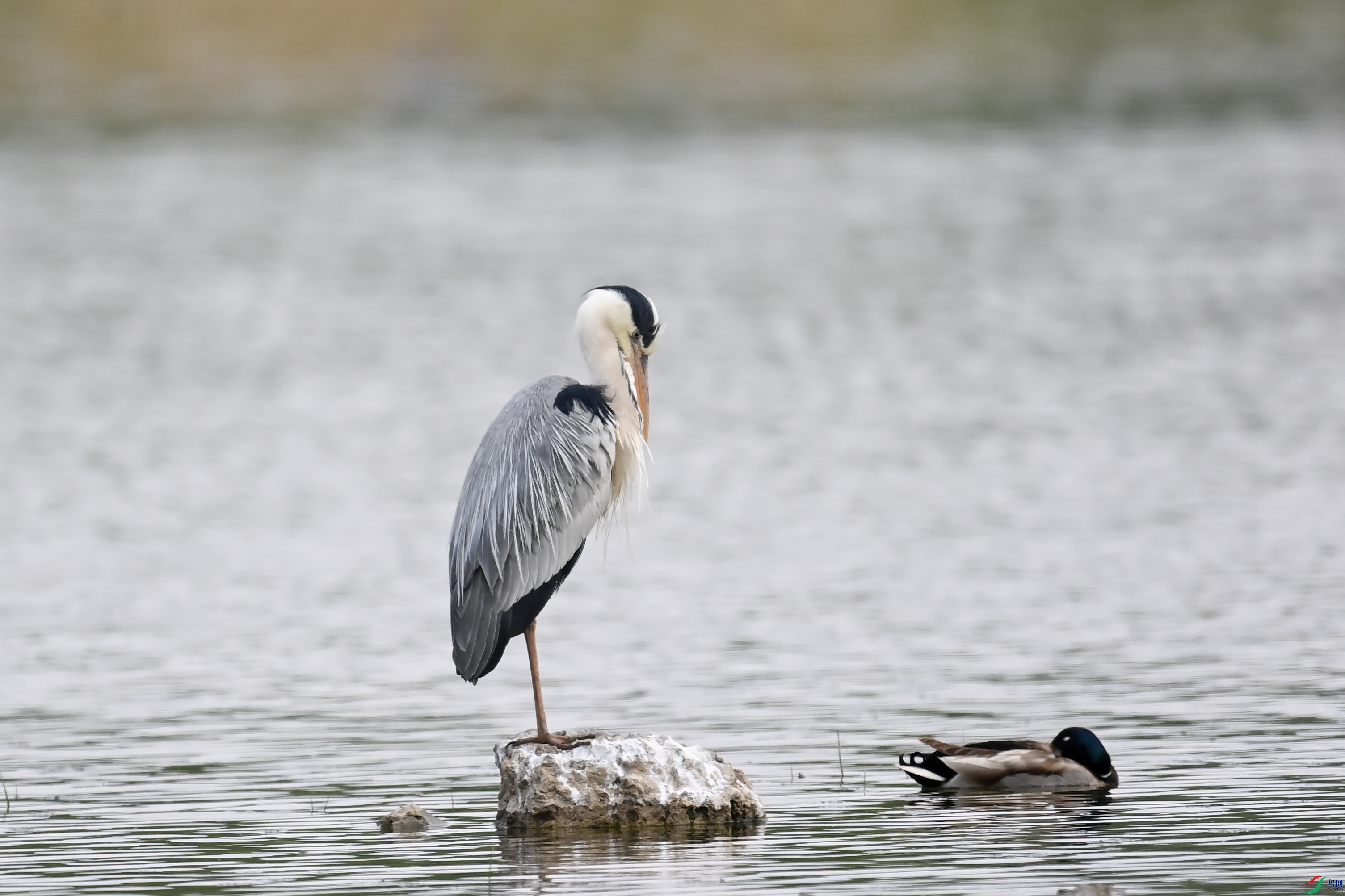 DSC_8241 ����.jpg