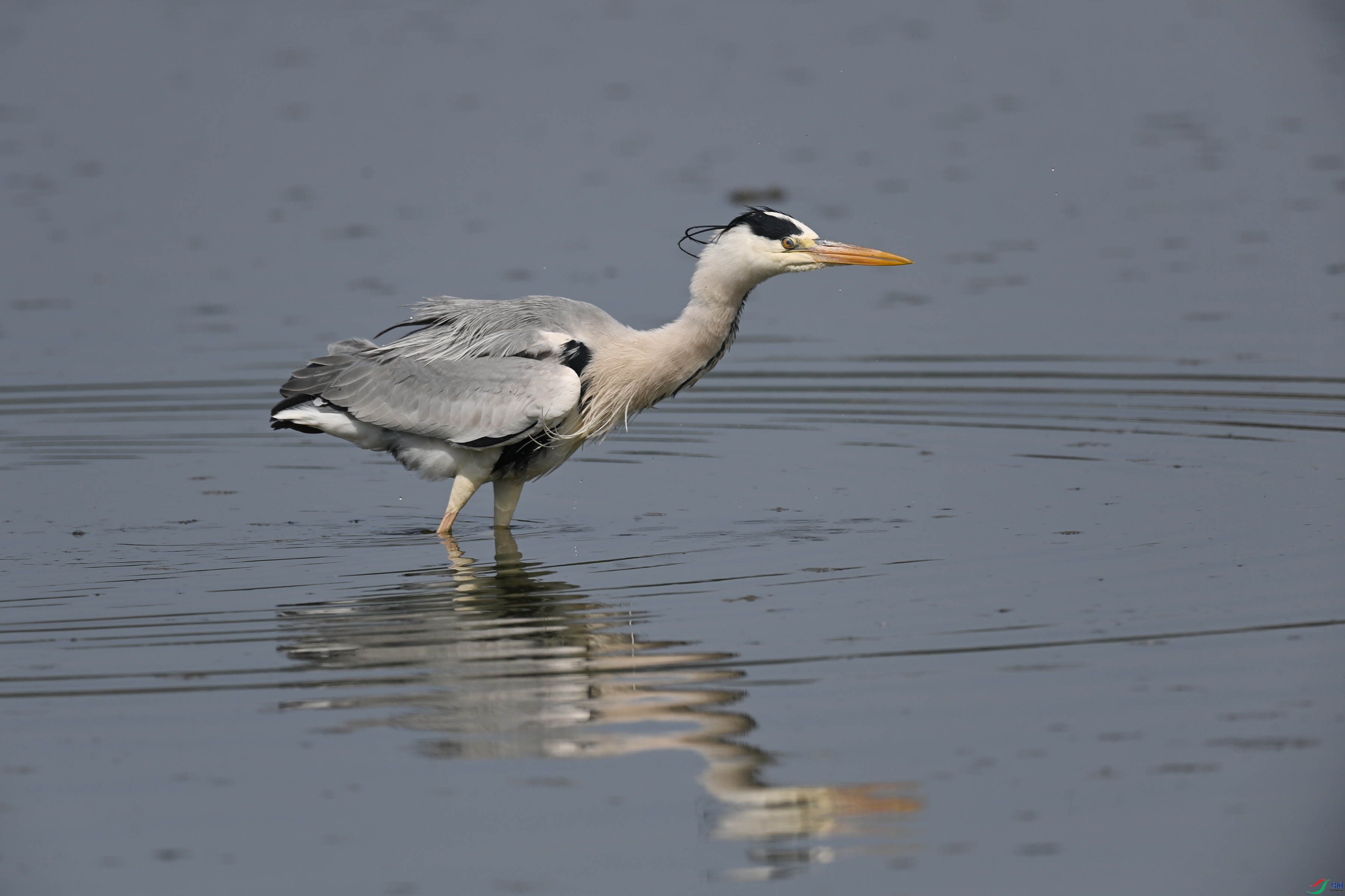DSC_8975.JPG