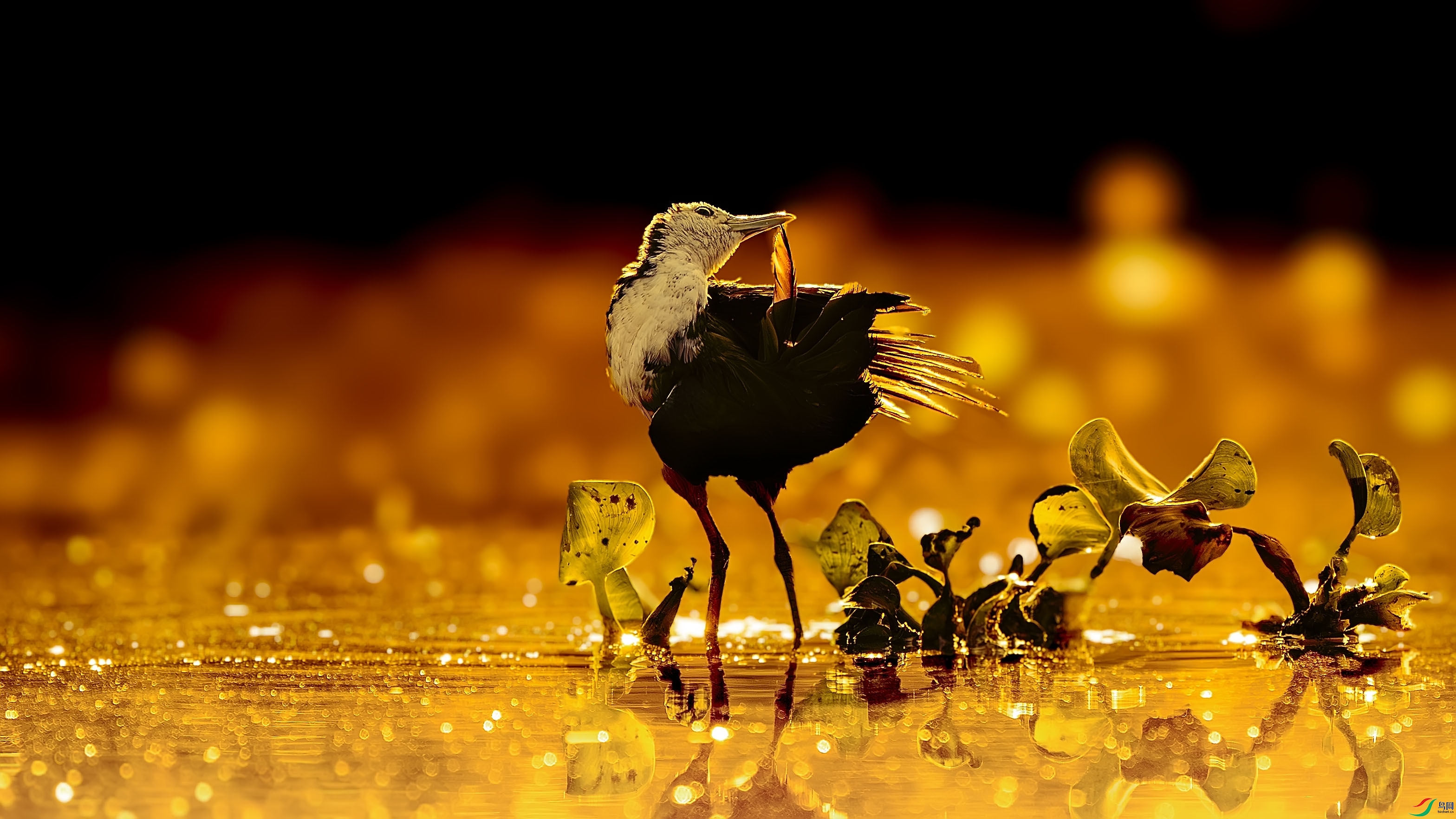 _DSC7966-����ǿ-NR ���� 2.jpg