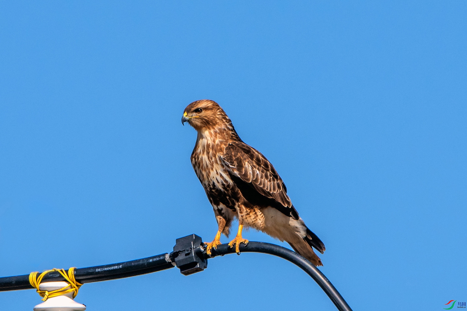 ��_AUU2999��ϲɽ