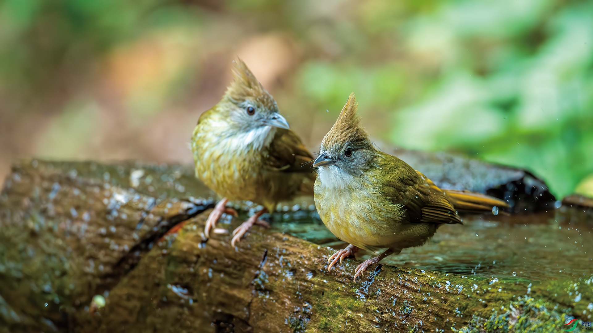 DSC_6495-����ǿ-NR.jpg