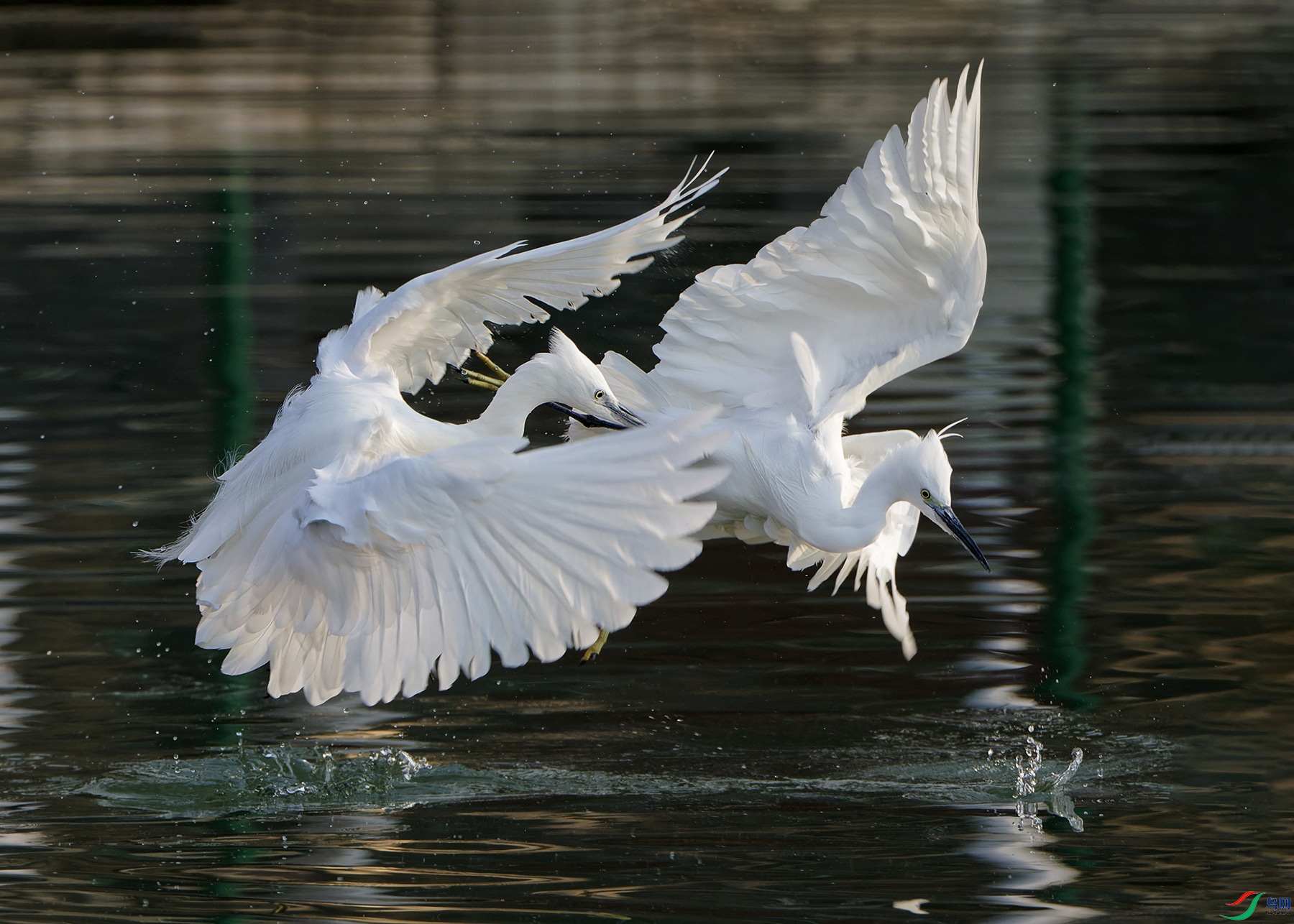 DSC_1637.jpg