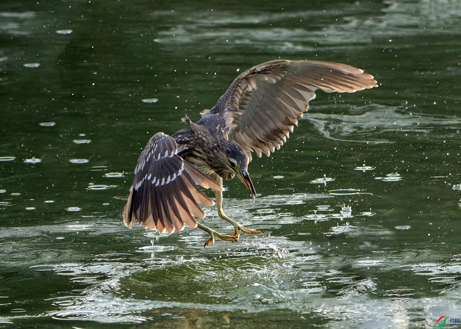 DSC_1794.jpg