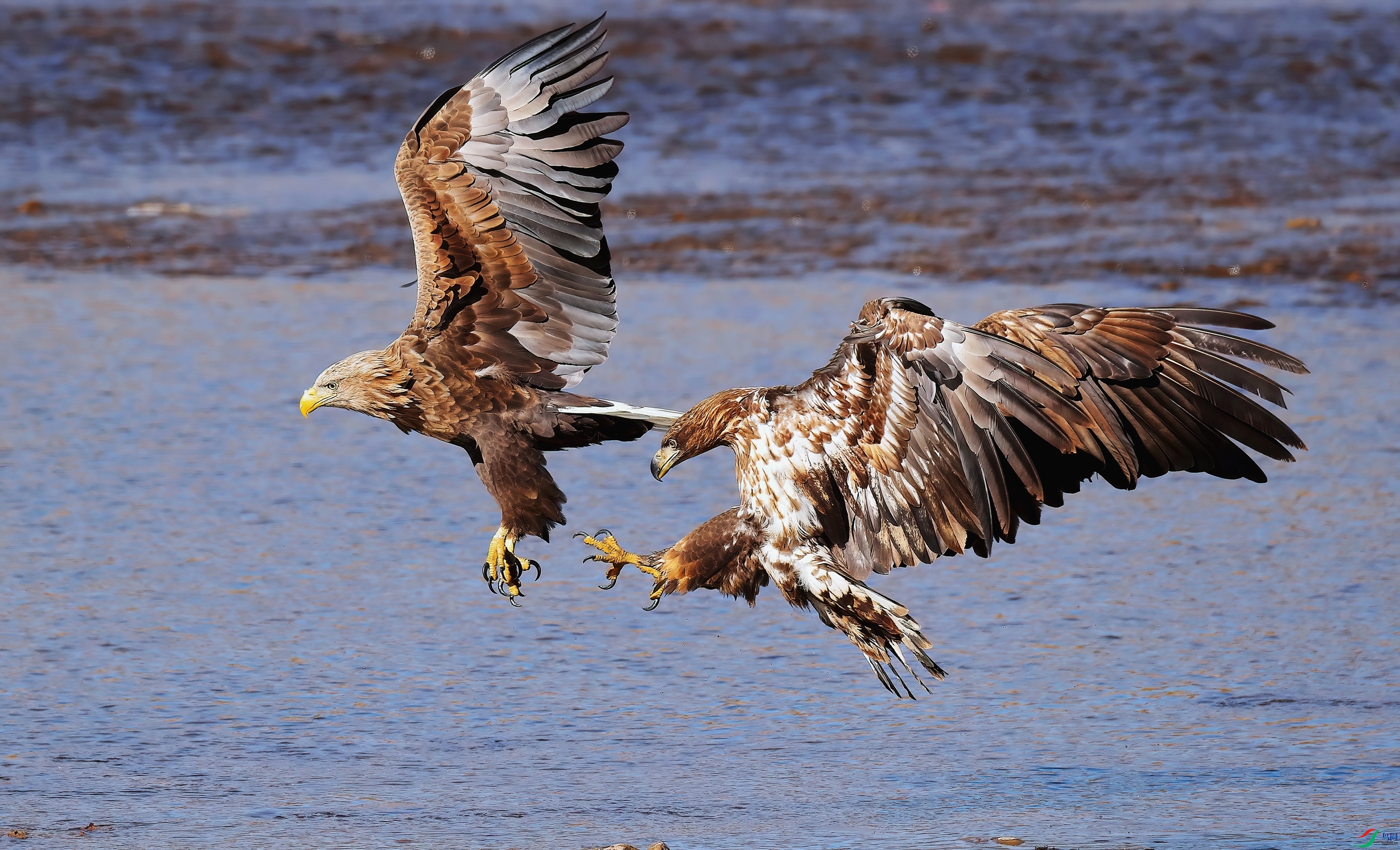 Canon EOS-1D X Mark II9504-DeNoiseAI-clear.JPG