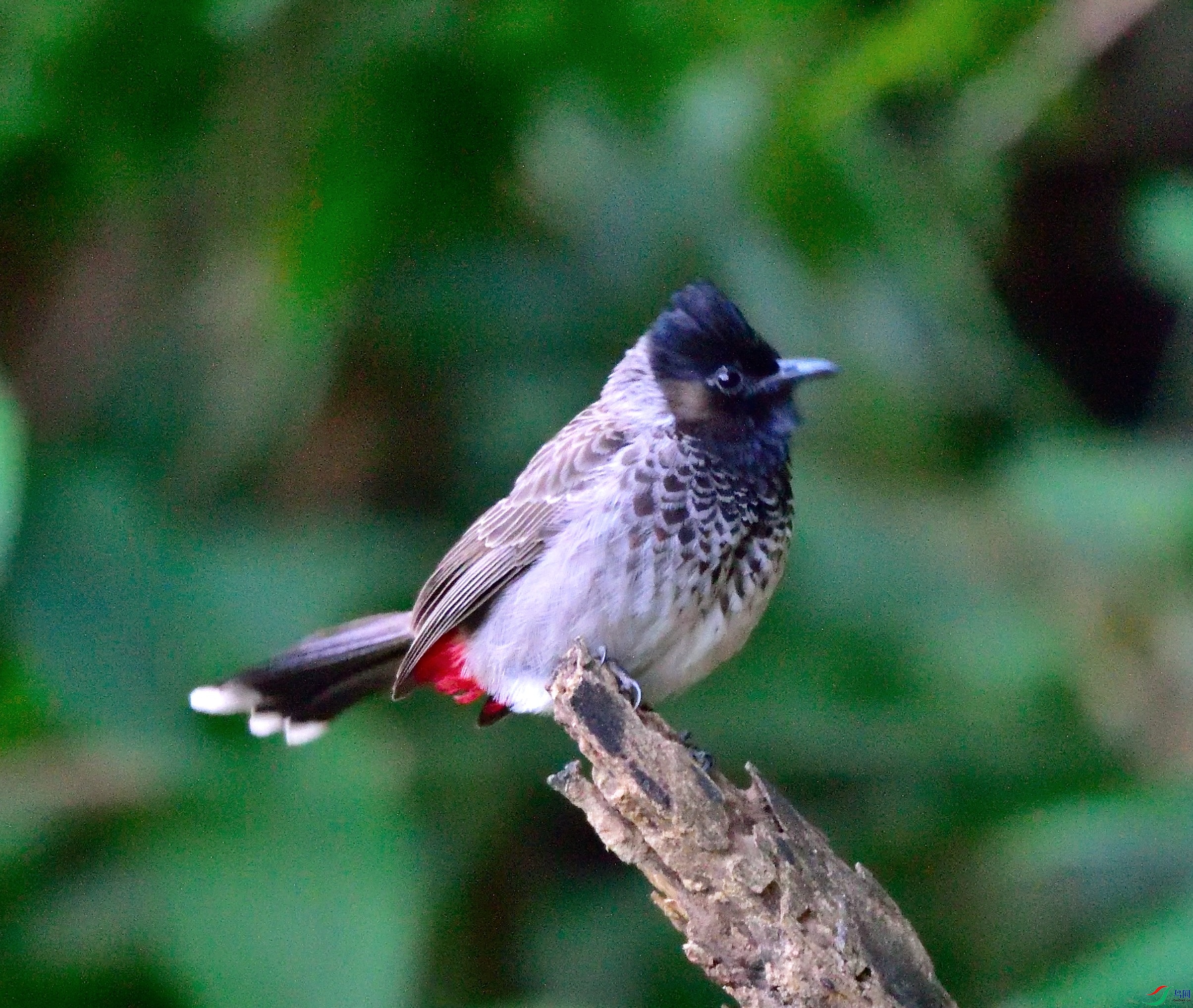 DSC_1909.JPG