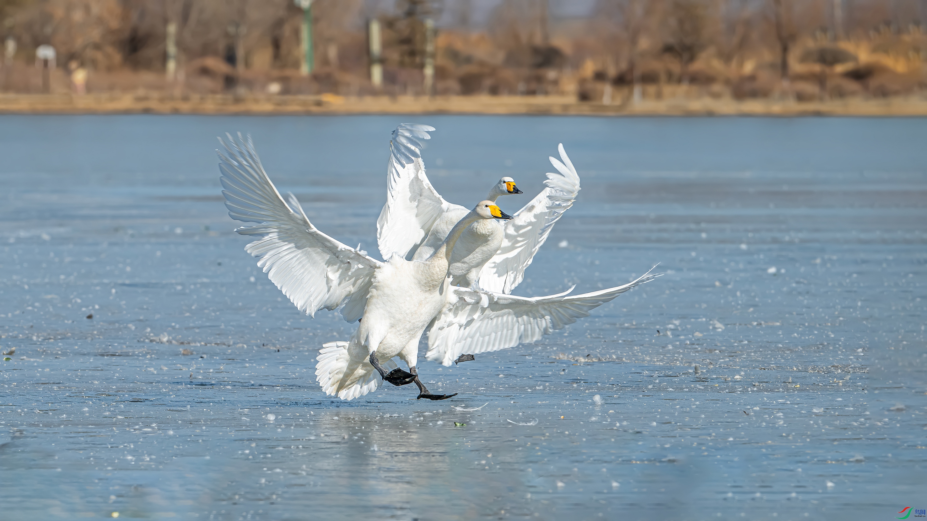 DSC_5288-.jpg