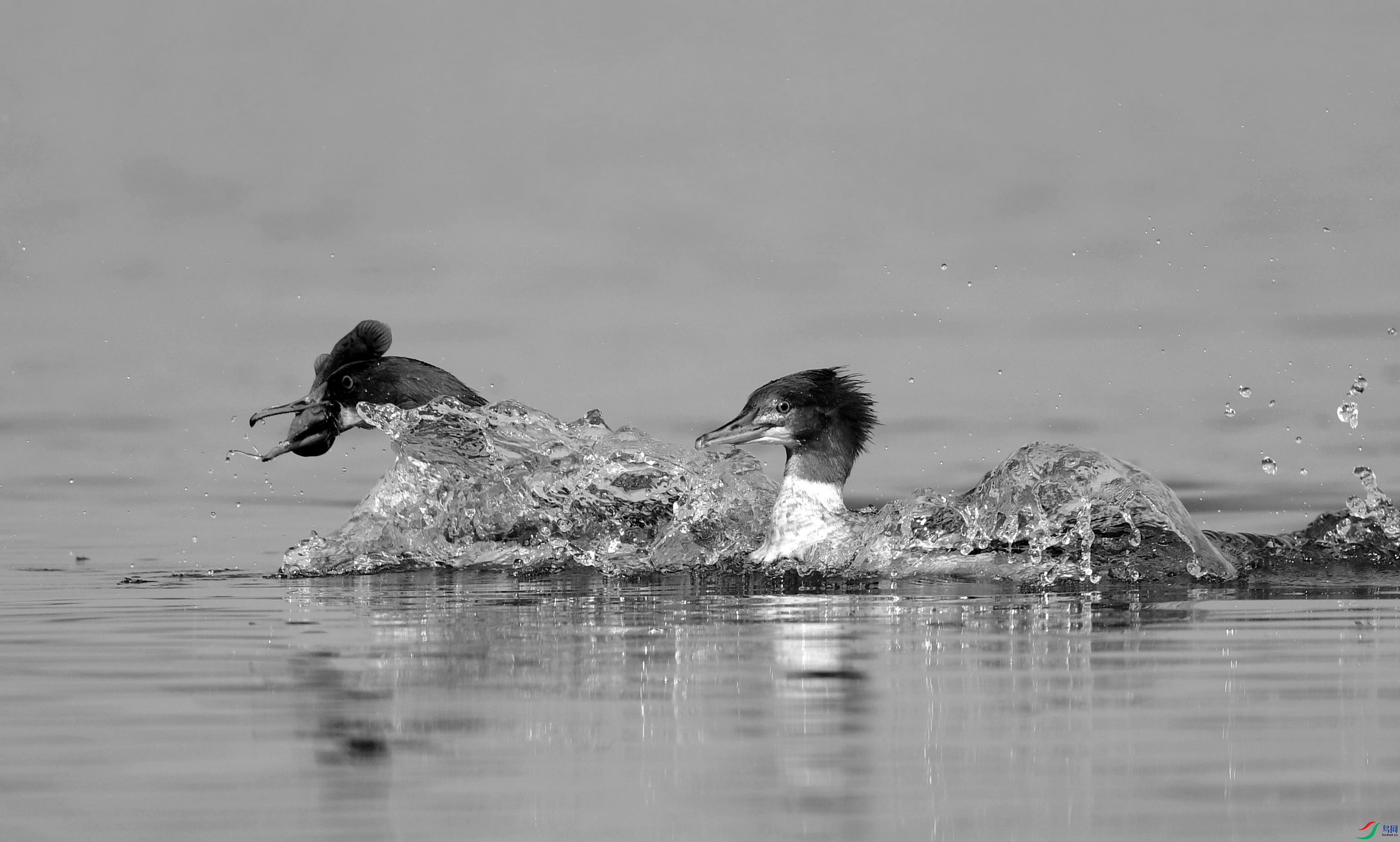 DSC_0534_conew4.jpg
