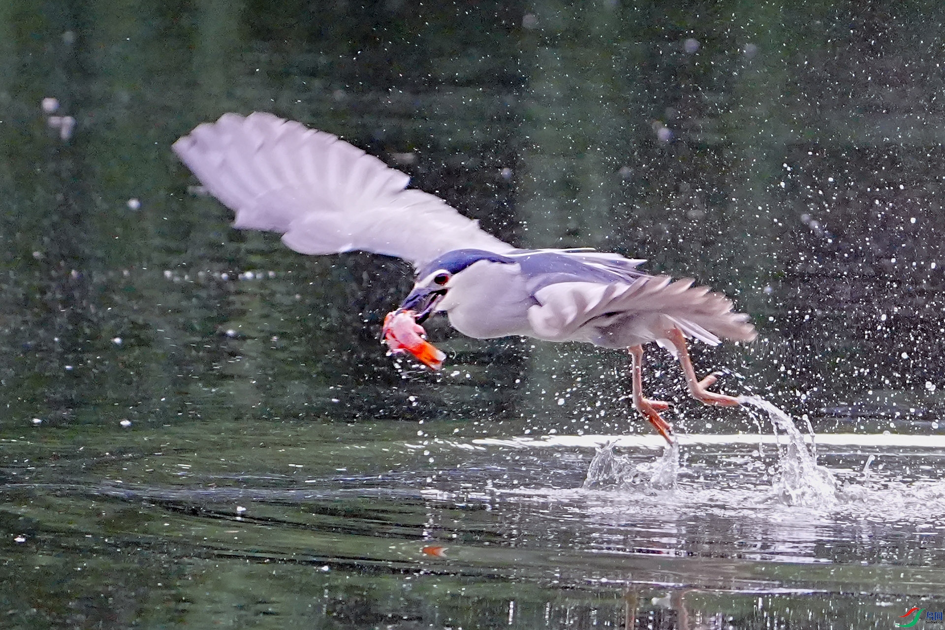 _DSC0087 ����.jpg