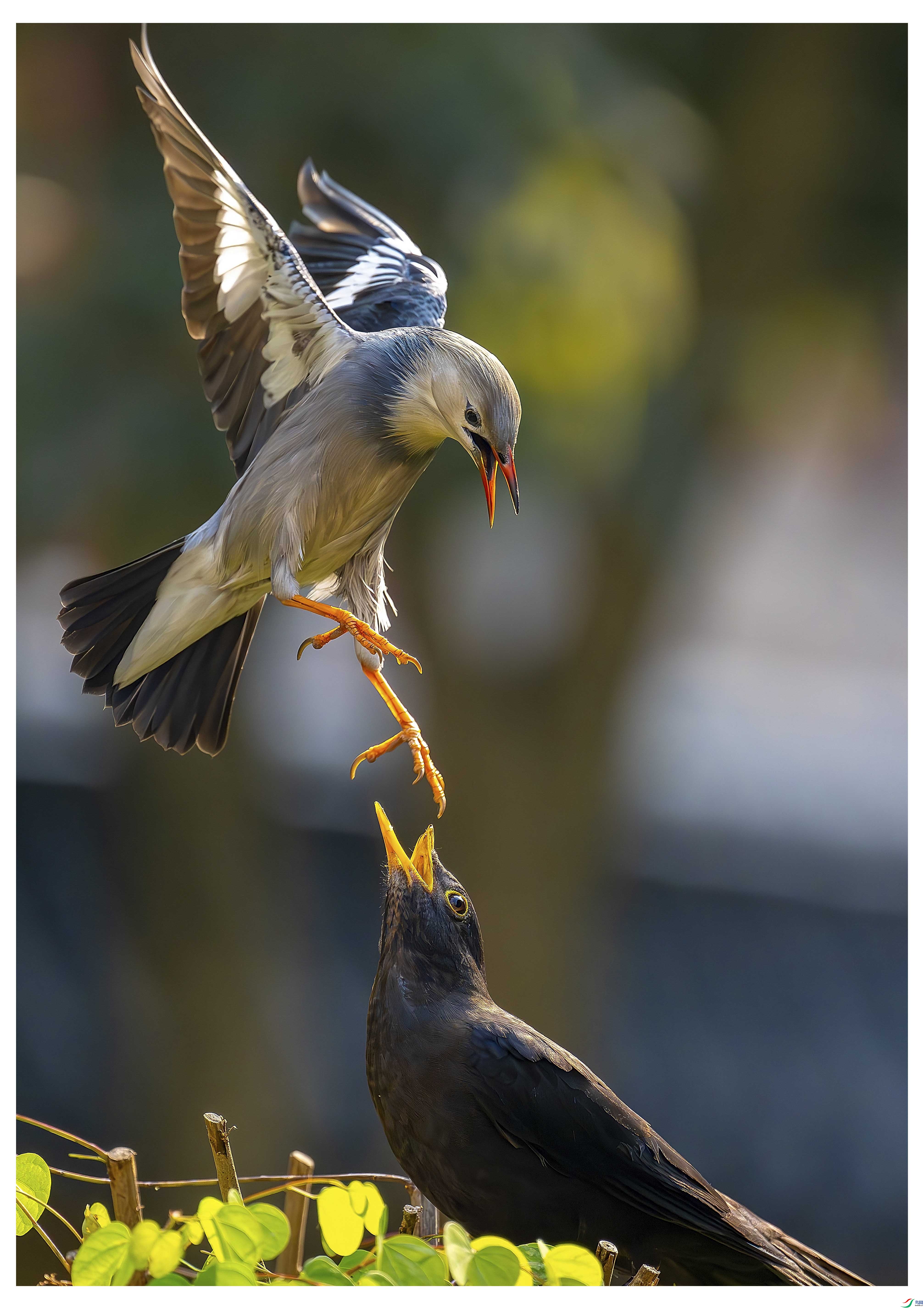 �Ӹ�����