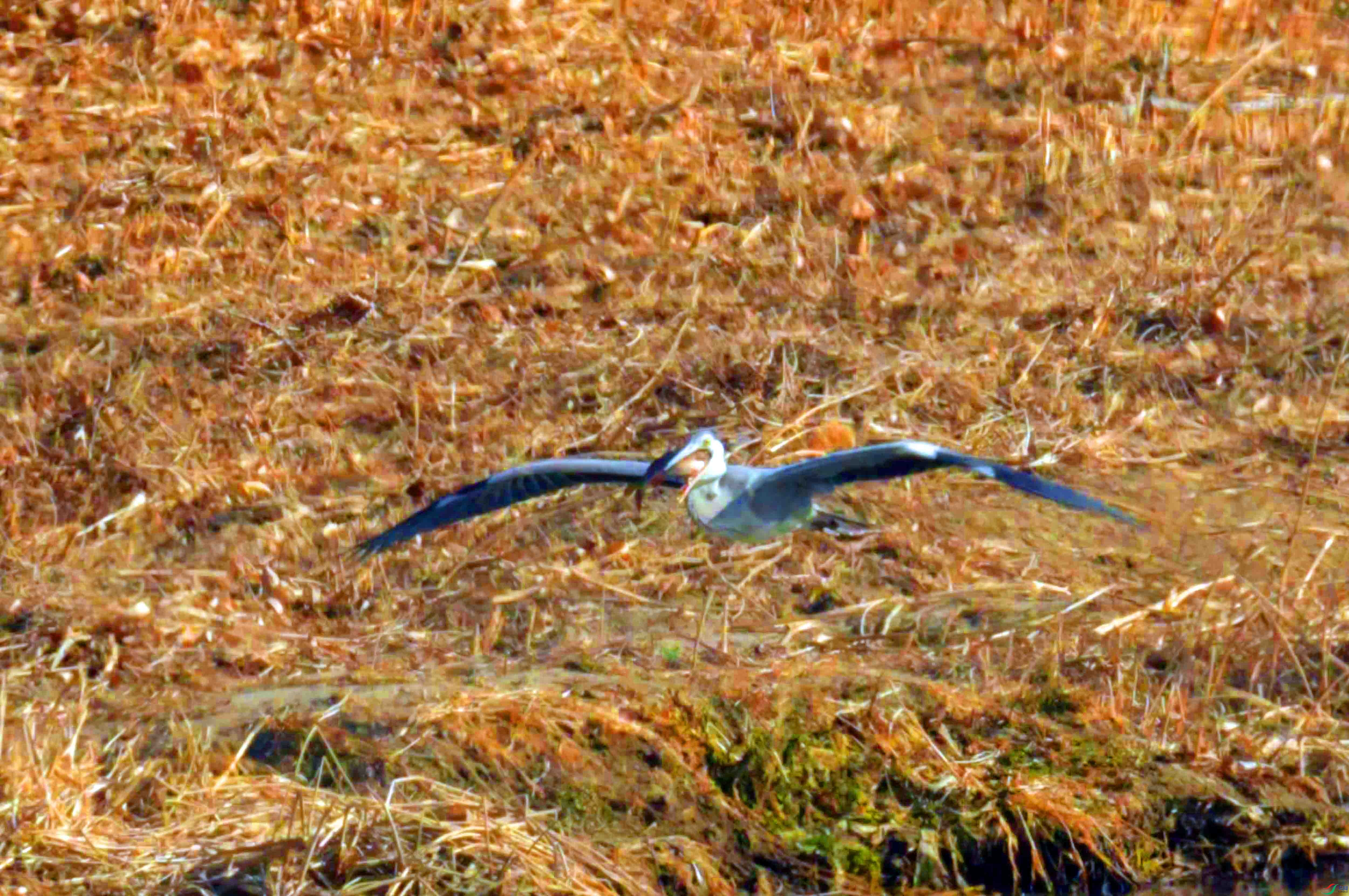 DSC_9334.JPG