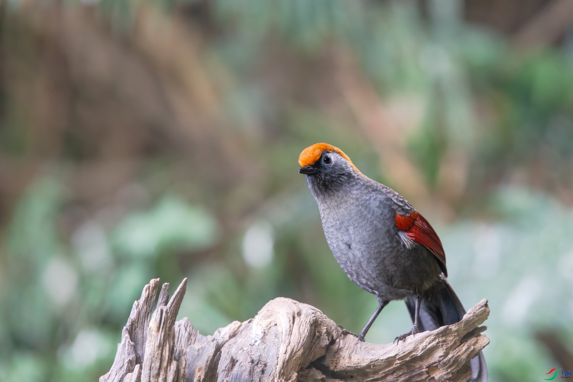 AQ4P1285-1.jpg
