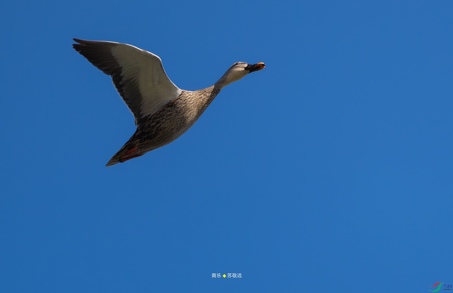 _DSC3422-NEF_DxOС.jpg