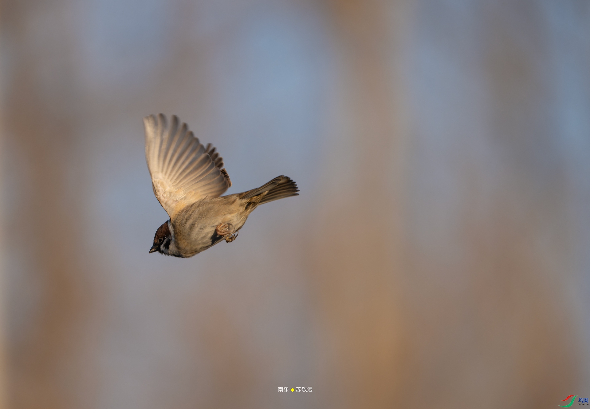 _DSC3344-NEF_DxOС.jpg
