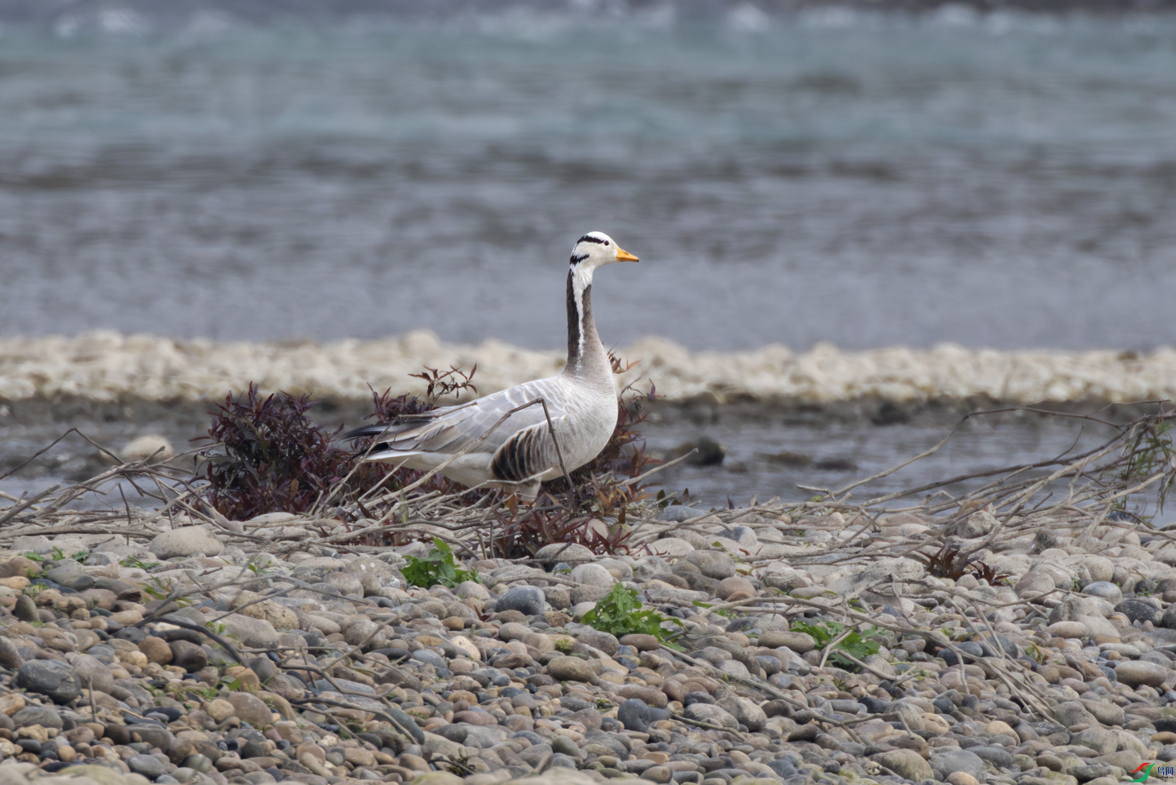 2I1A9804-����ǿ-NR ����.jpg