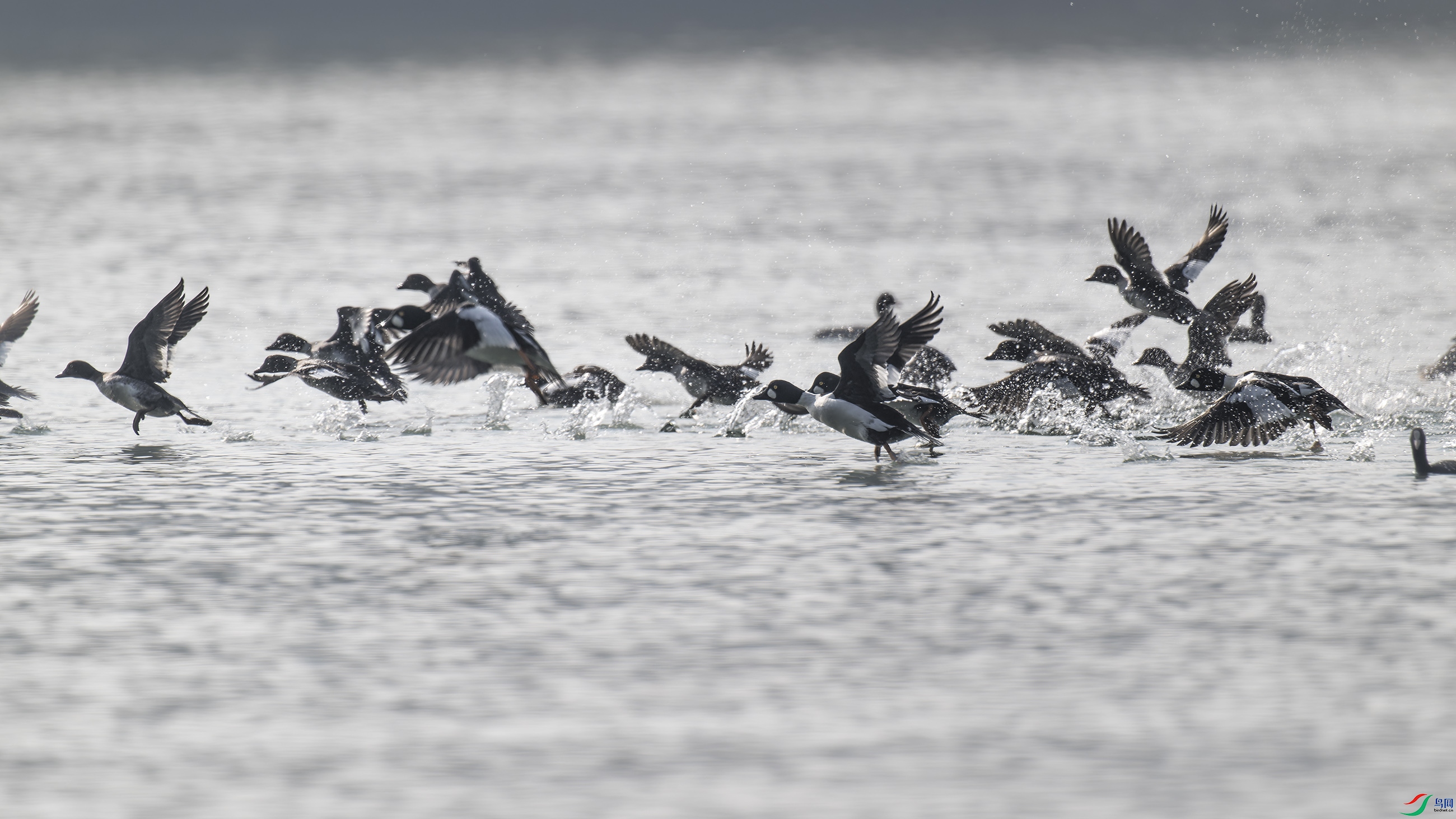 DSC_4484_DxO.jpg