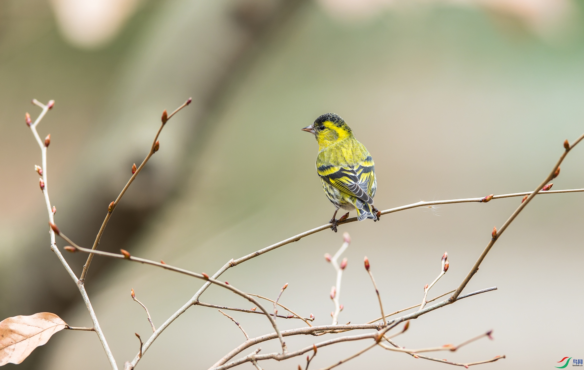 _DSC0918-NEF_DxO_DeepPRIME-1.jpg