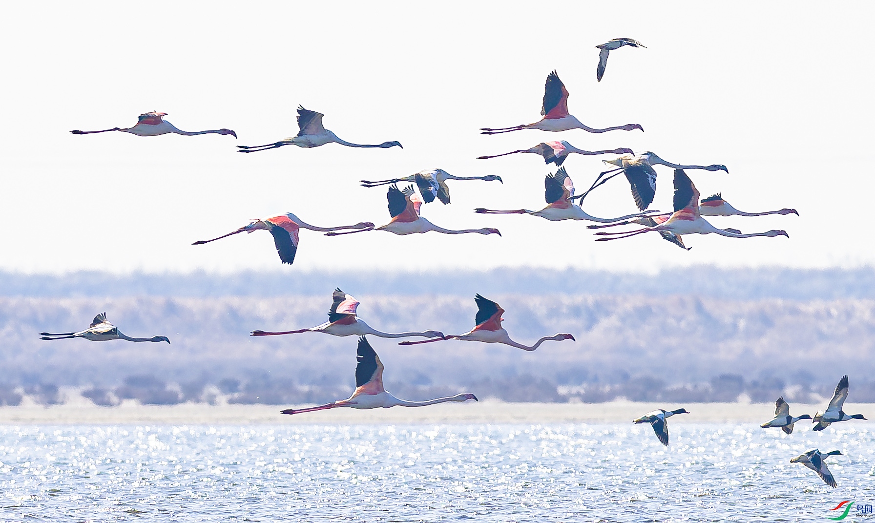 һֻҲ������