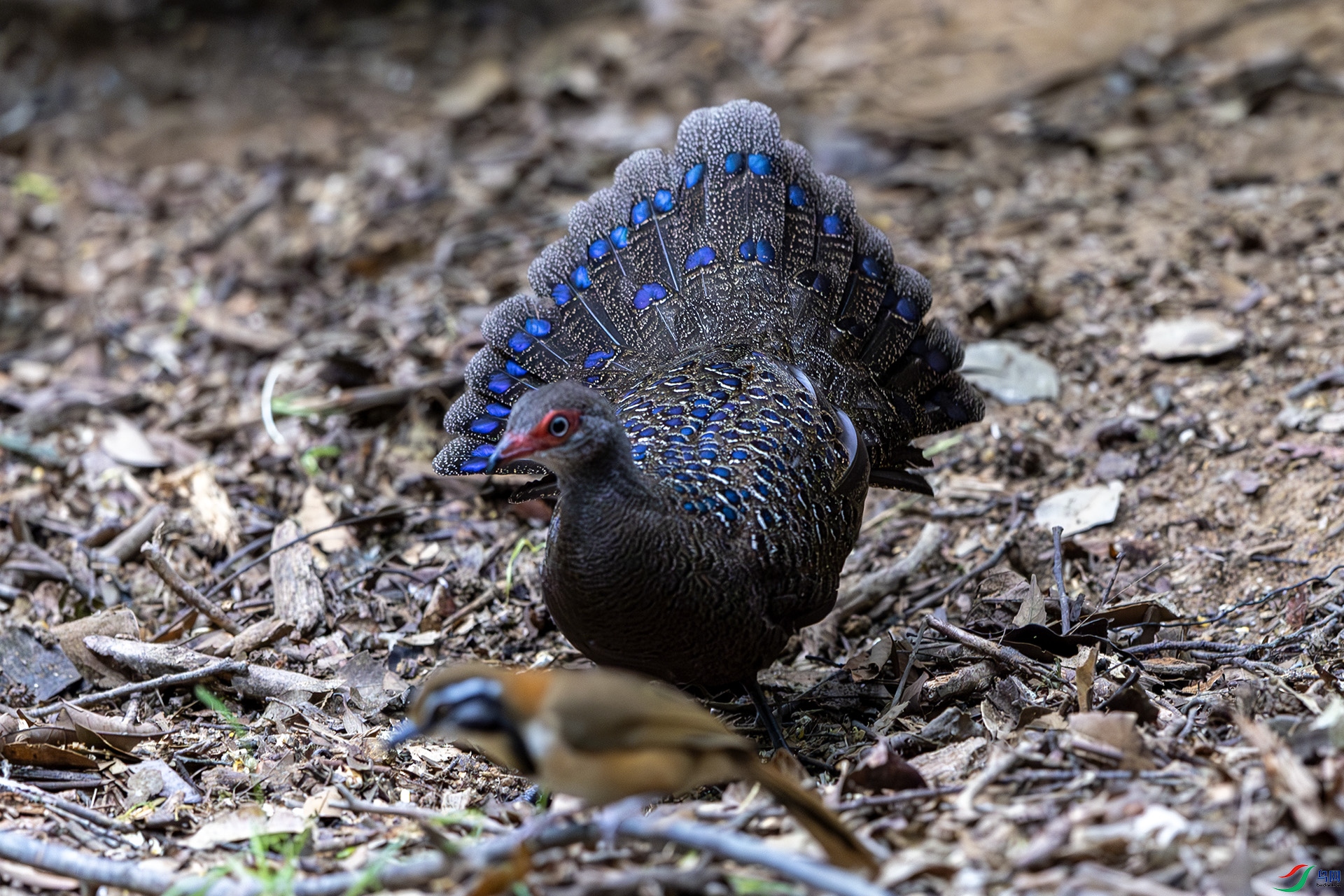 1I9A7343-1ab.jpg