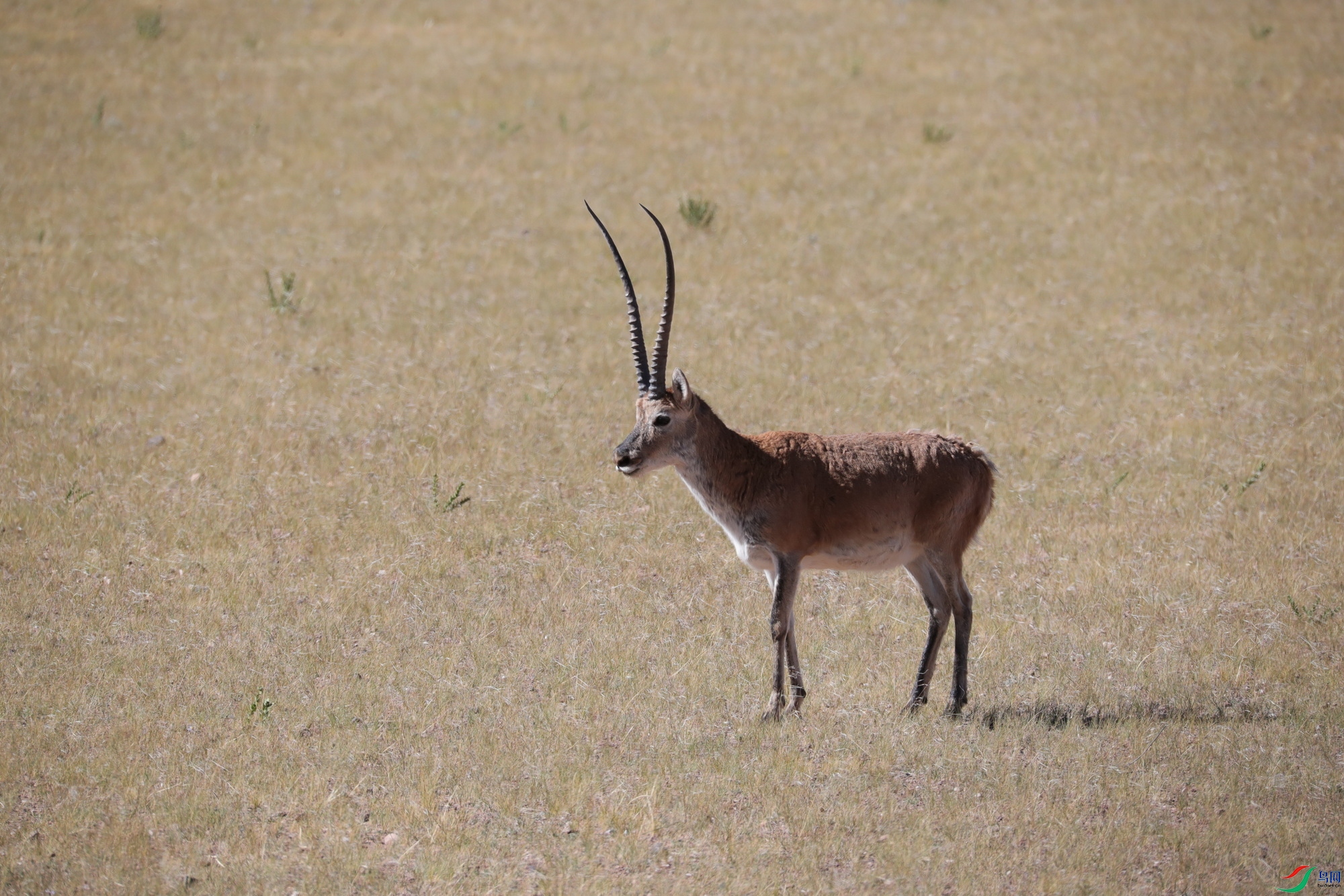 ���鶯�� (274)-1.JPG