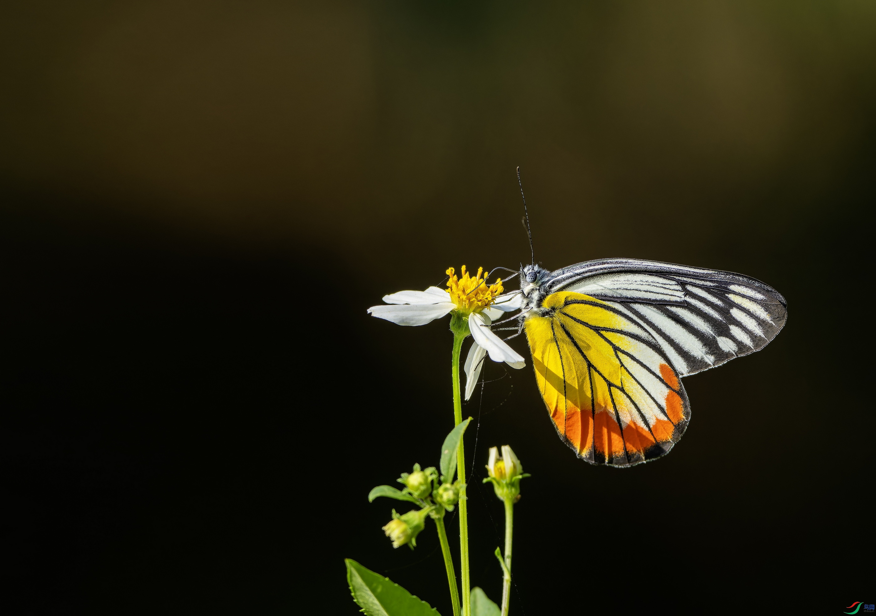 ��Խ�߷۵� (116)-1.jpg