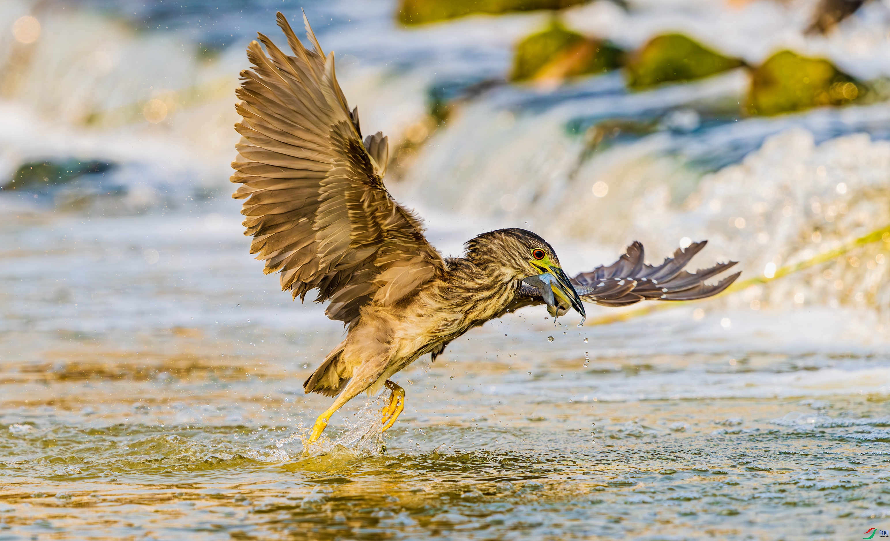 _DSC7419-����ǿ-NR_1 (2).JPG
