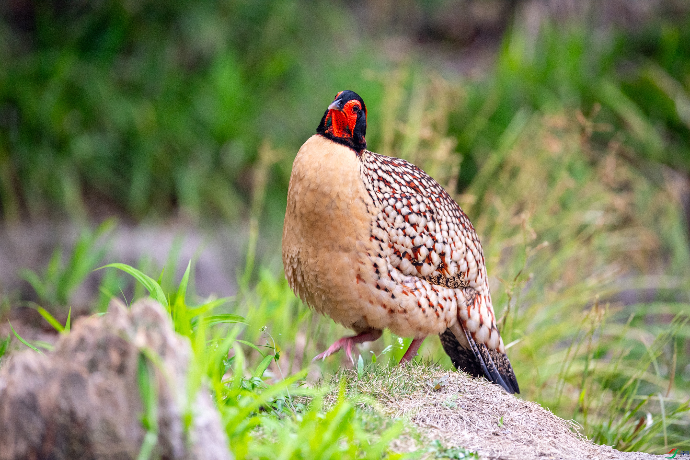 DSC_5489�Ƹ�����.JPG