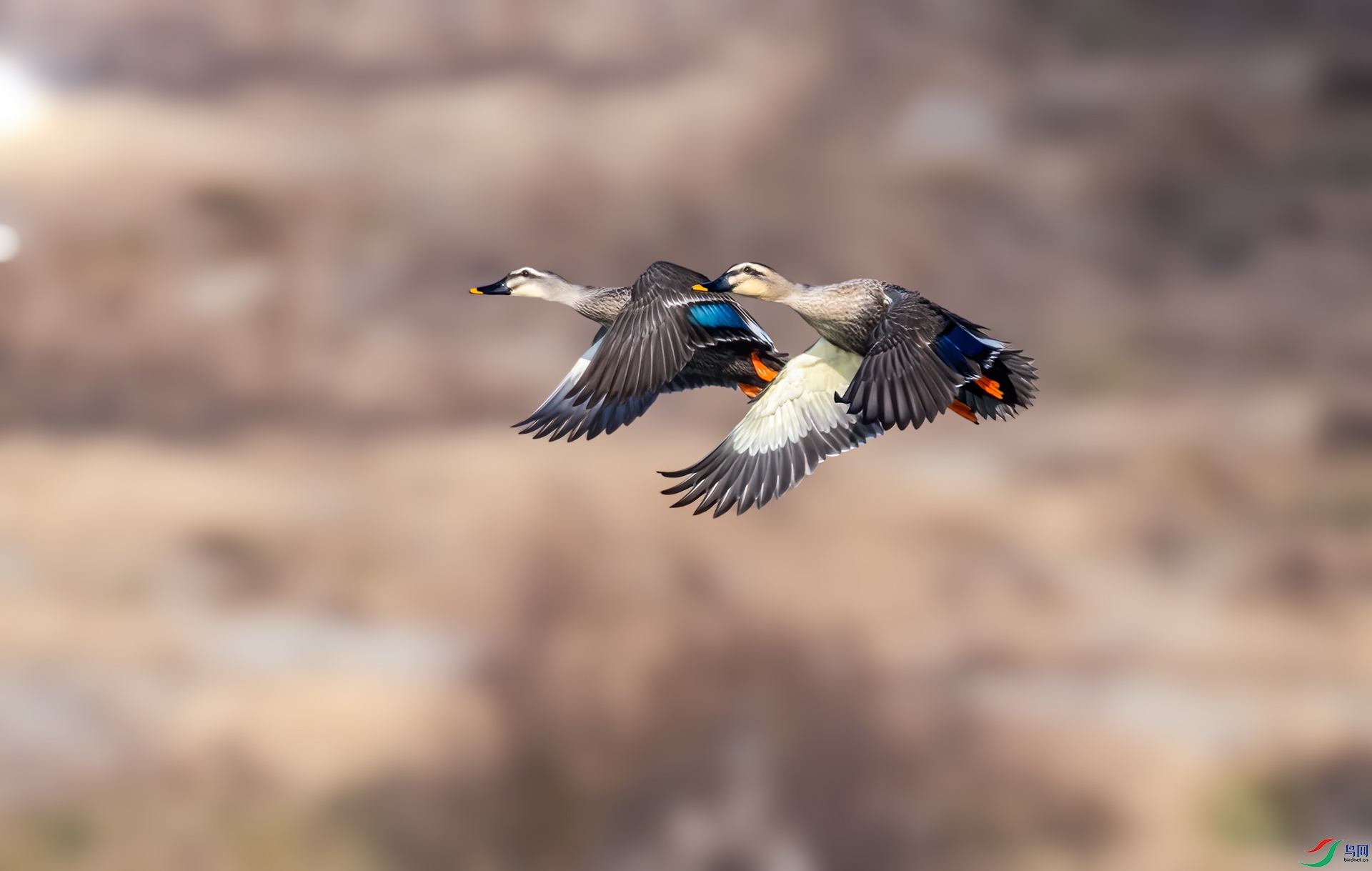 DSC_6072.jpg