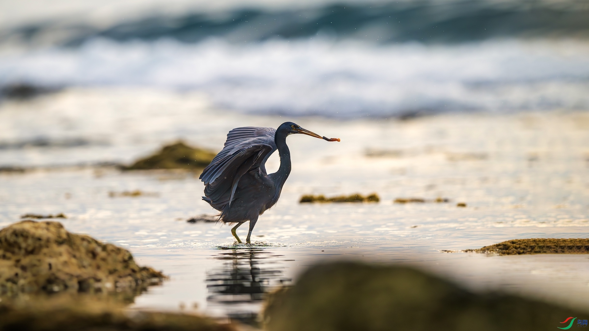 1_XXL8953-����ǿ-NR ����.jpg