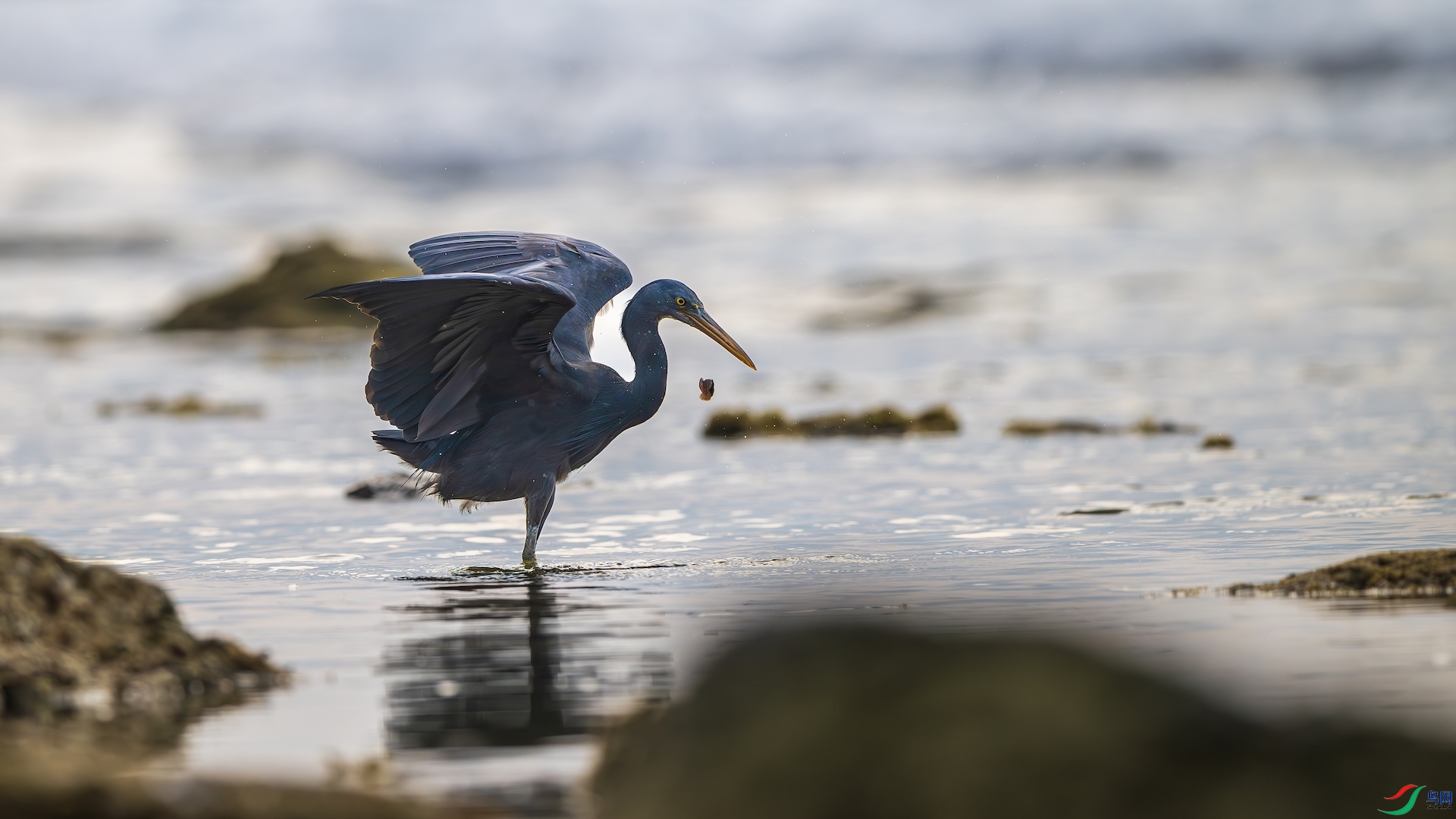 1_XXL8959-����ǿ-NR ����.jpg