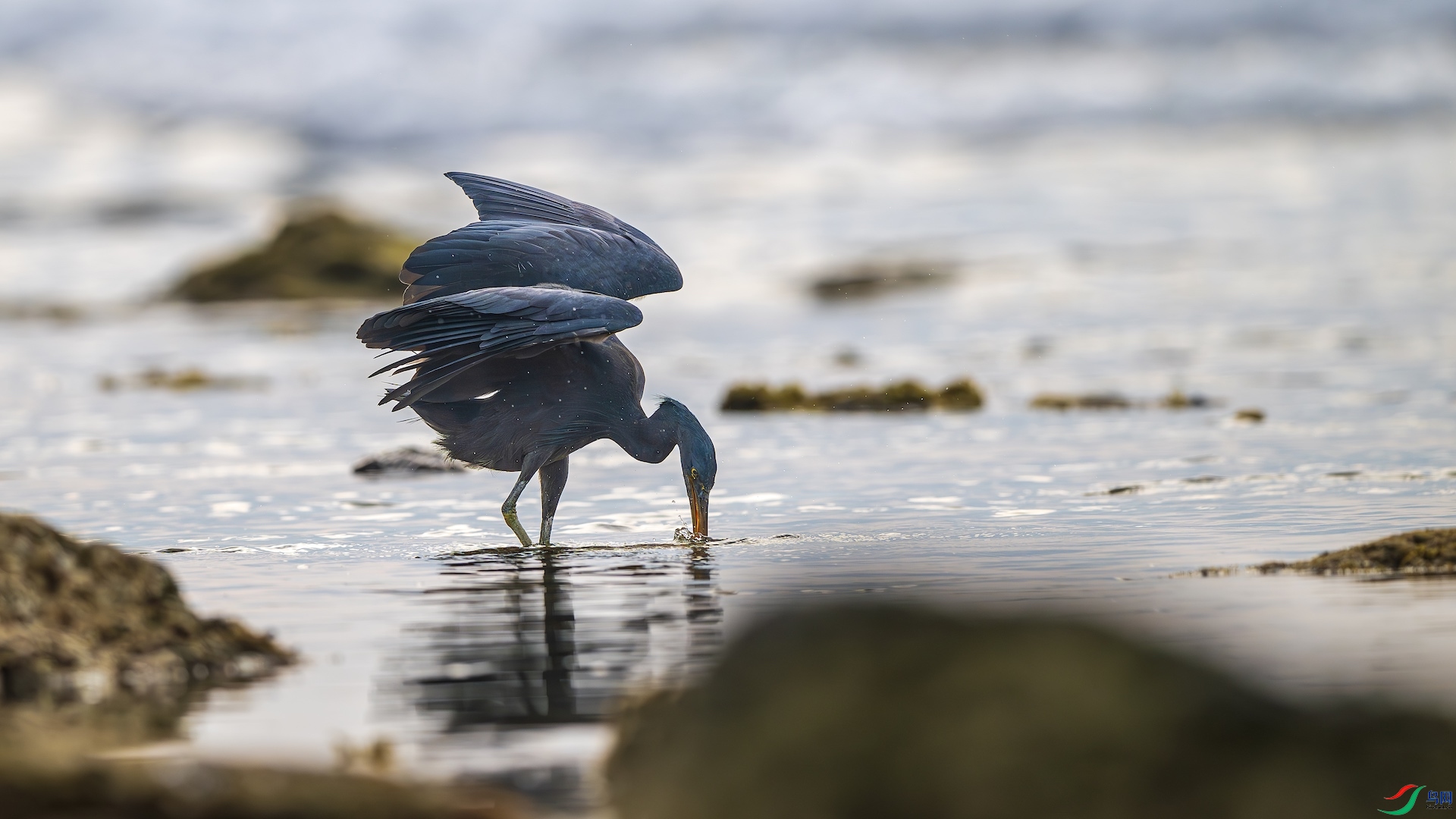 1_XXL8962-����ǿ-NR ����.jpg