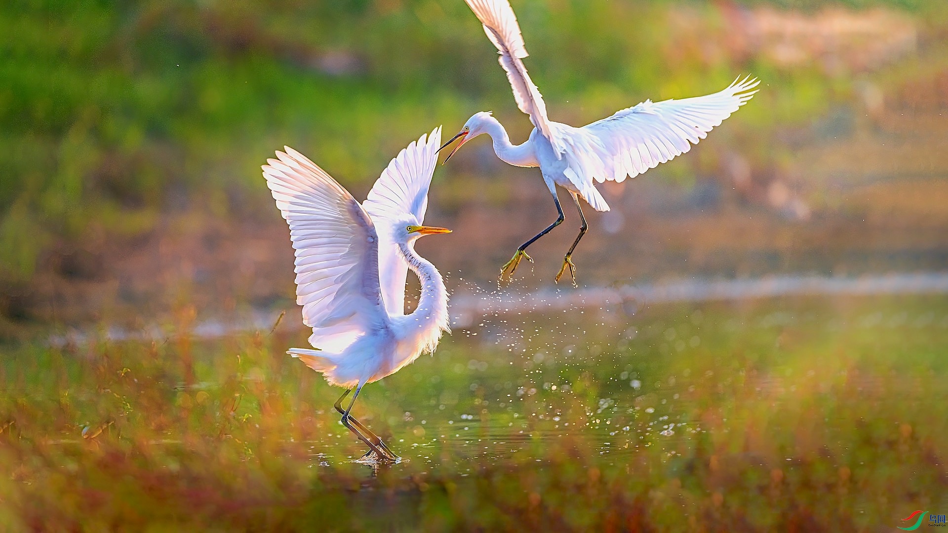 11-5XXL_3718-1 ���� 3-1.jpeg