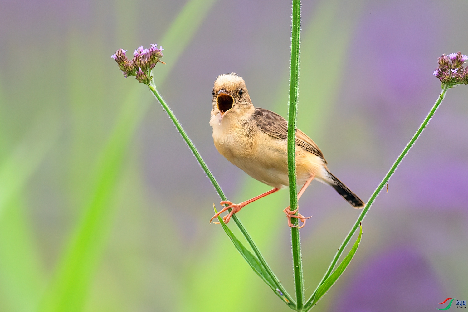 DSC_2517 ����010.jpg