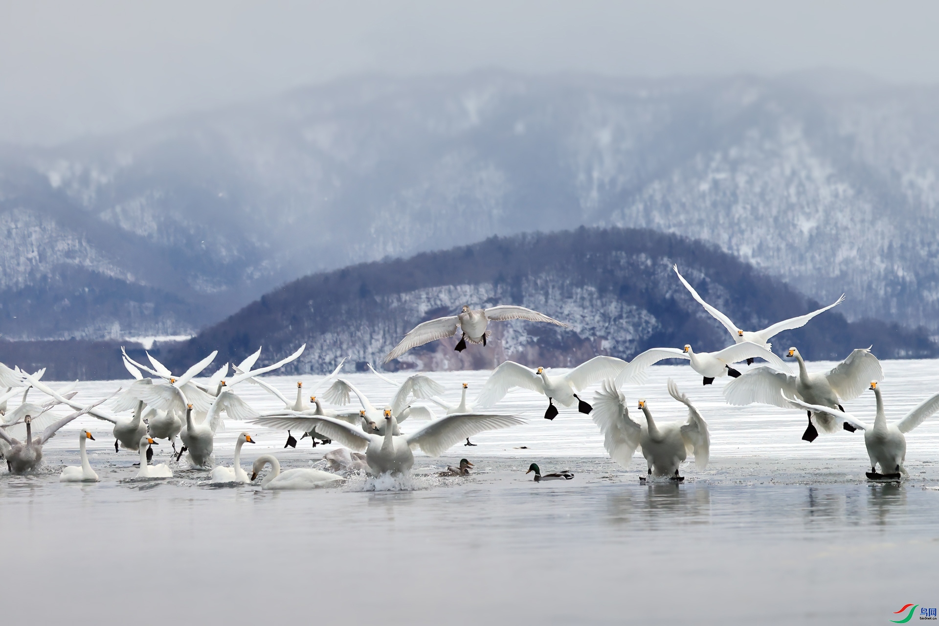 1.20����̰����ʦ��Ʒ   ���죨ף���ٻ��Ա������.jpg