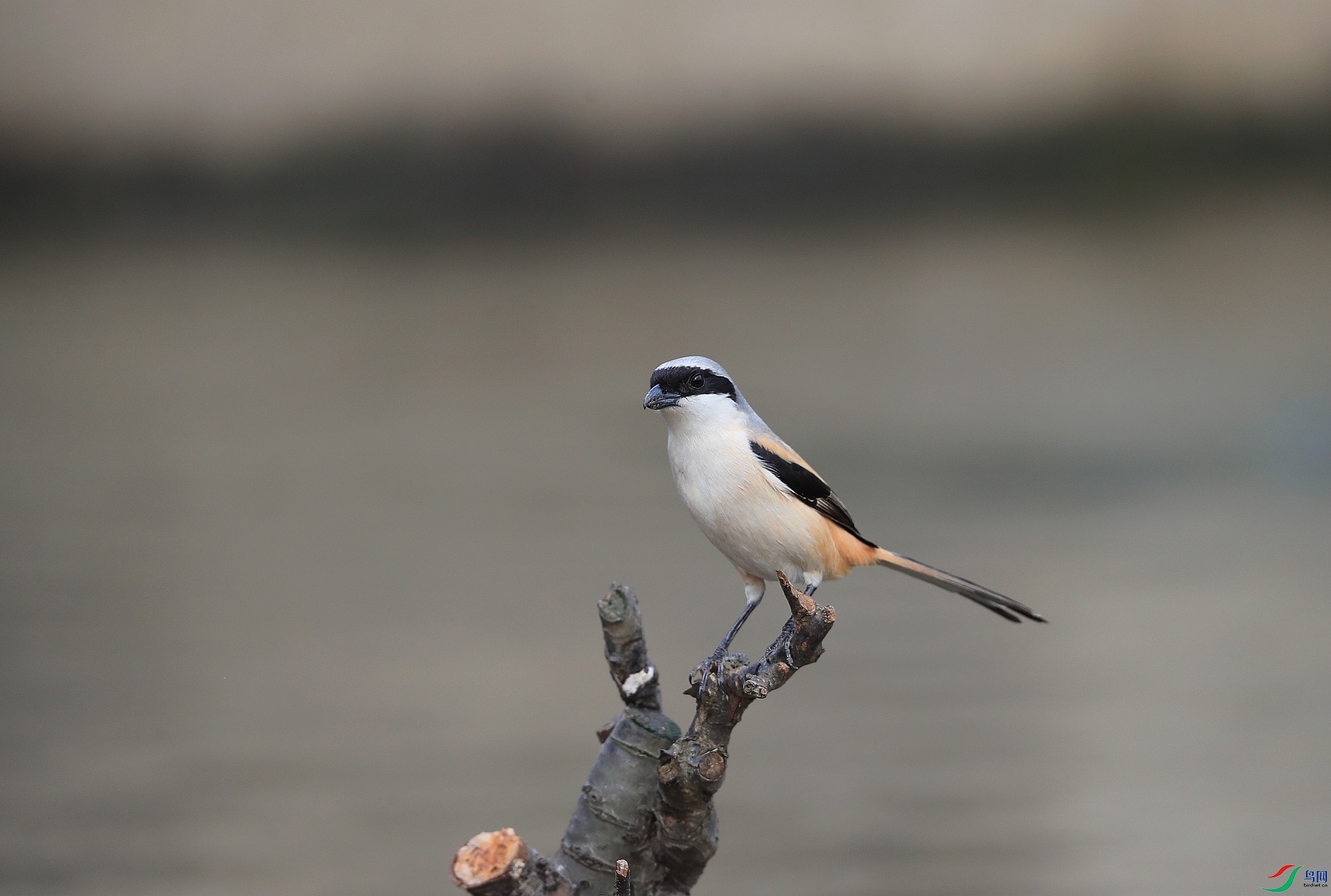 AI0I1617AI0I1556 ����1.JPG