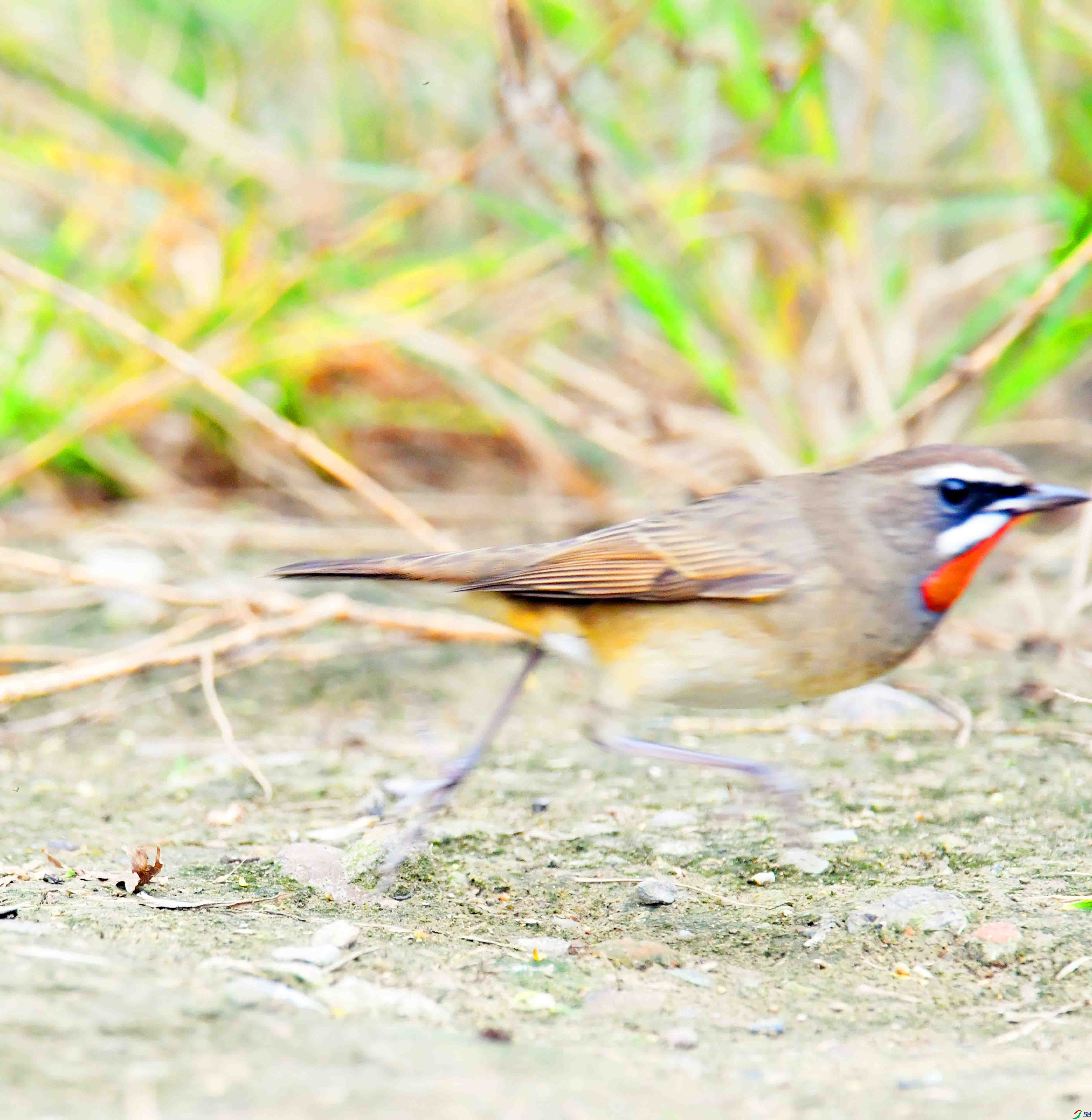 DSC_3600.JPG
